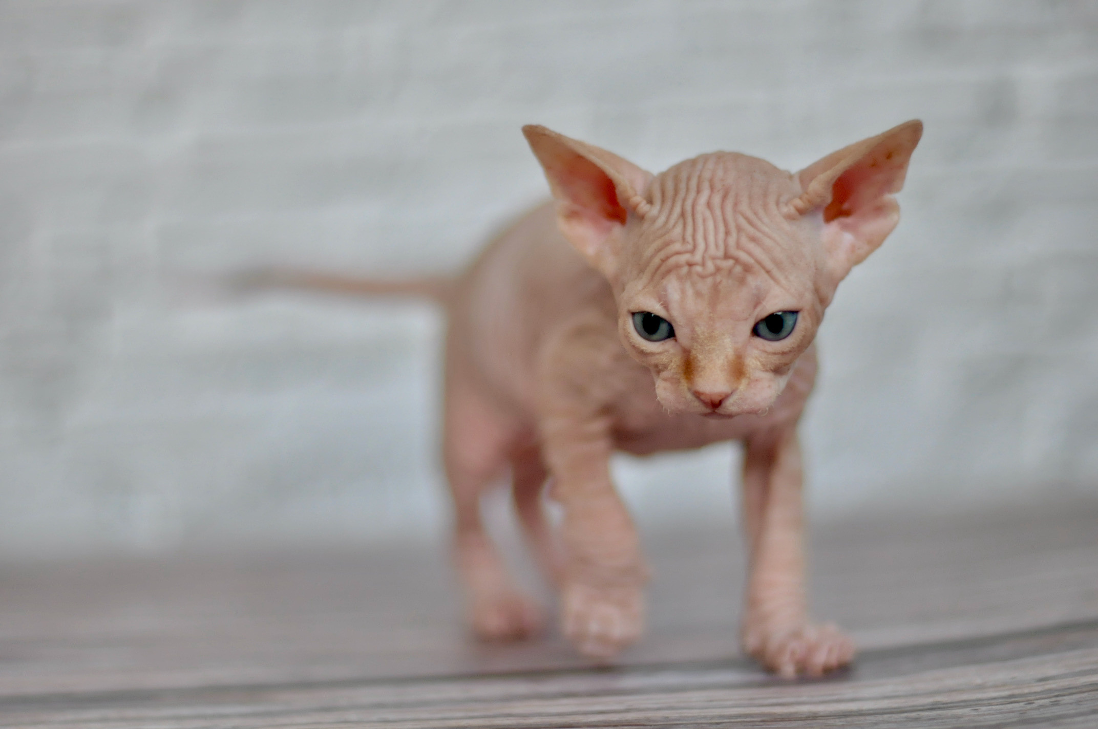 Sphynx kittens UK, Sphynx kittens United Kingdom, Sphynx kittens GB, Sphynx kittens Great Britain, Sphynx kittens London, Sphynx UK, Sphynx United Kingdom, Sphynx GB, Sphynx Great Britain, Sphynx London