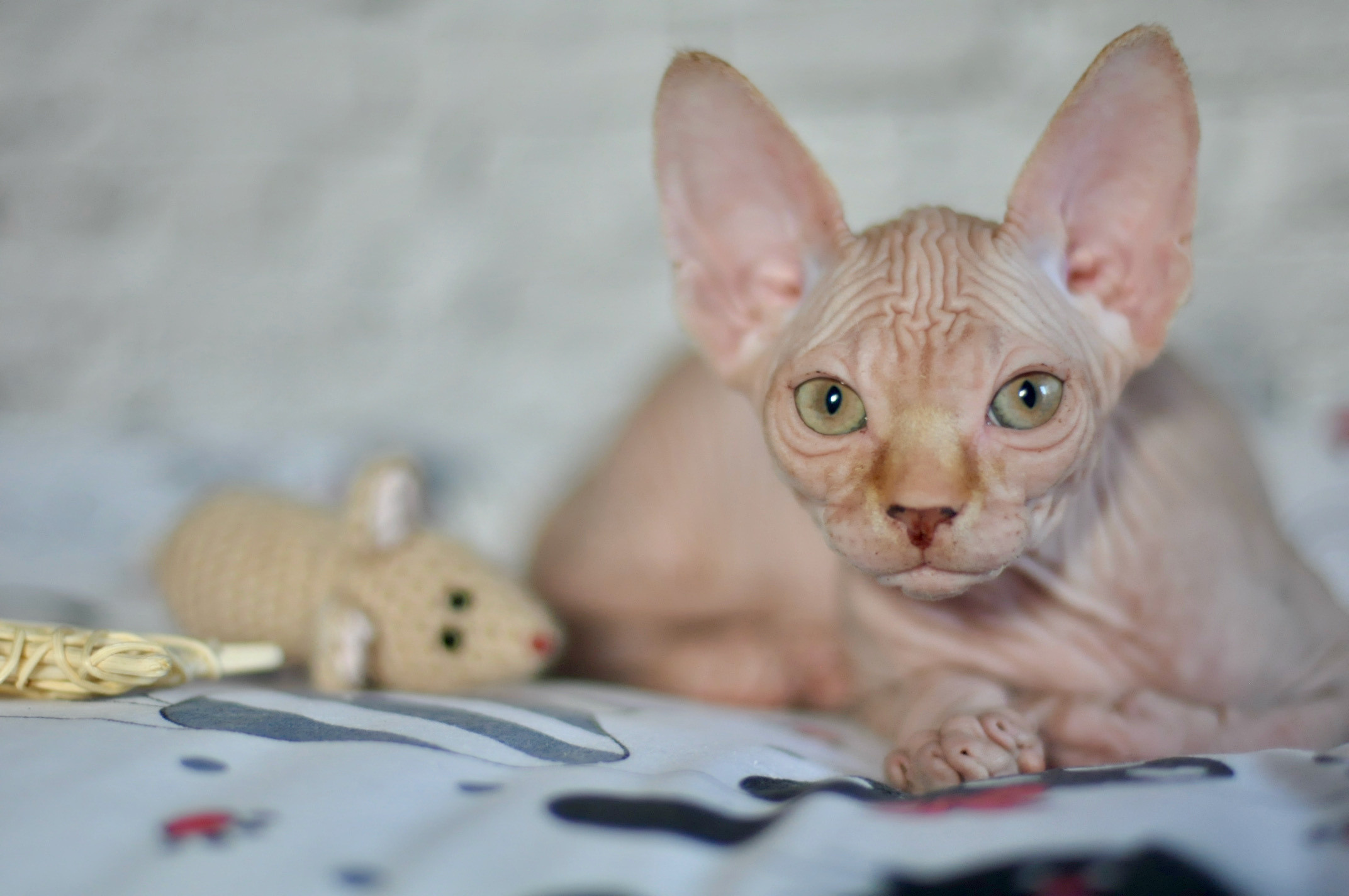 Sphynx kittens UK, Sphynx kittens United Kingdom, Sphynx kittens GB, Sphynx kittens Great Britain, Sphynx kittens London, Sphynx UK, Sphynx United Kingdom, Sphynx GB, Sphynx Great Britain, Sphynx London