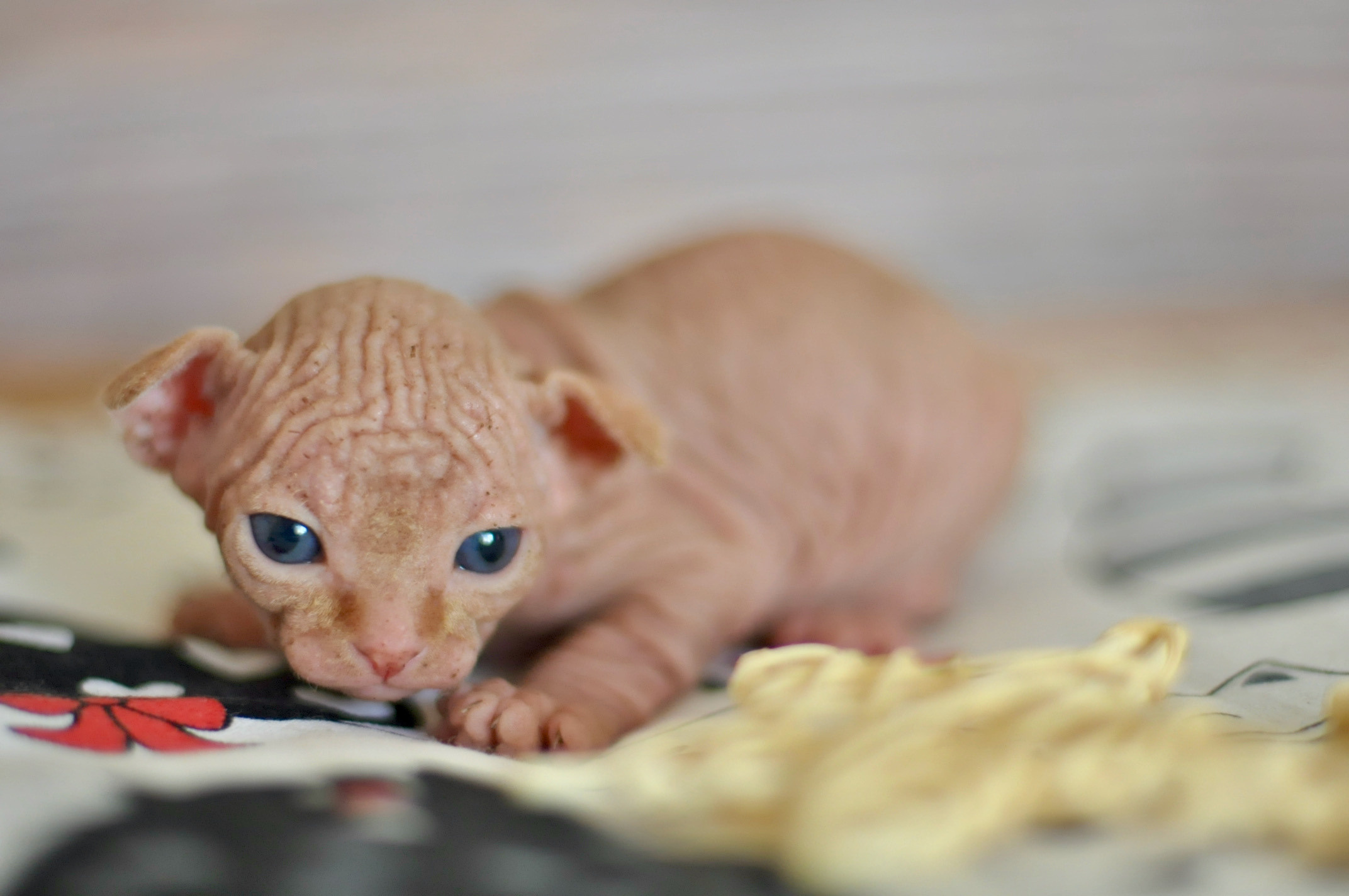 Sphynx kittens UK, Sphynx kittens United Kingdom, Sphynx kittens GB, Sphynx kittens Great Britain, Sphynx kittens London, Sphynx UK, Sphynx United Kingdom, Sphynx GB, Sphynx Great Britain, Sphynx London