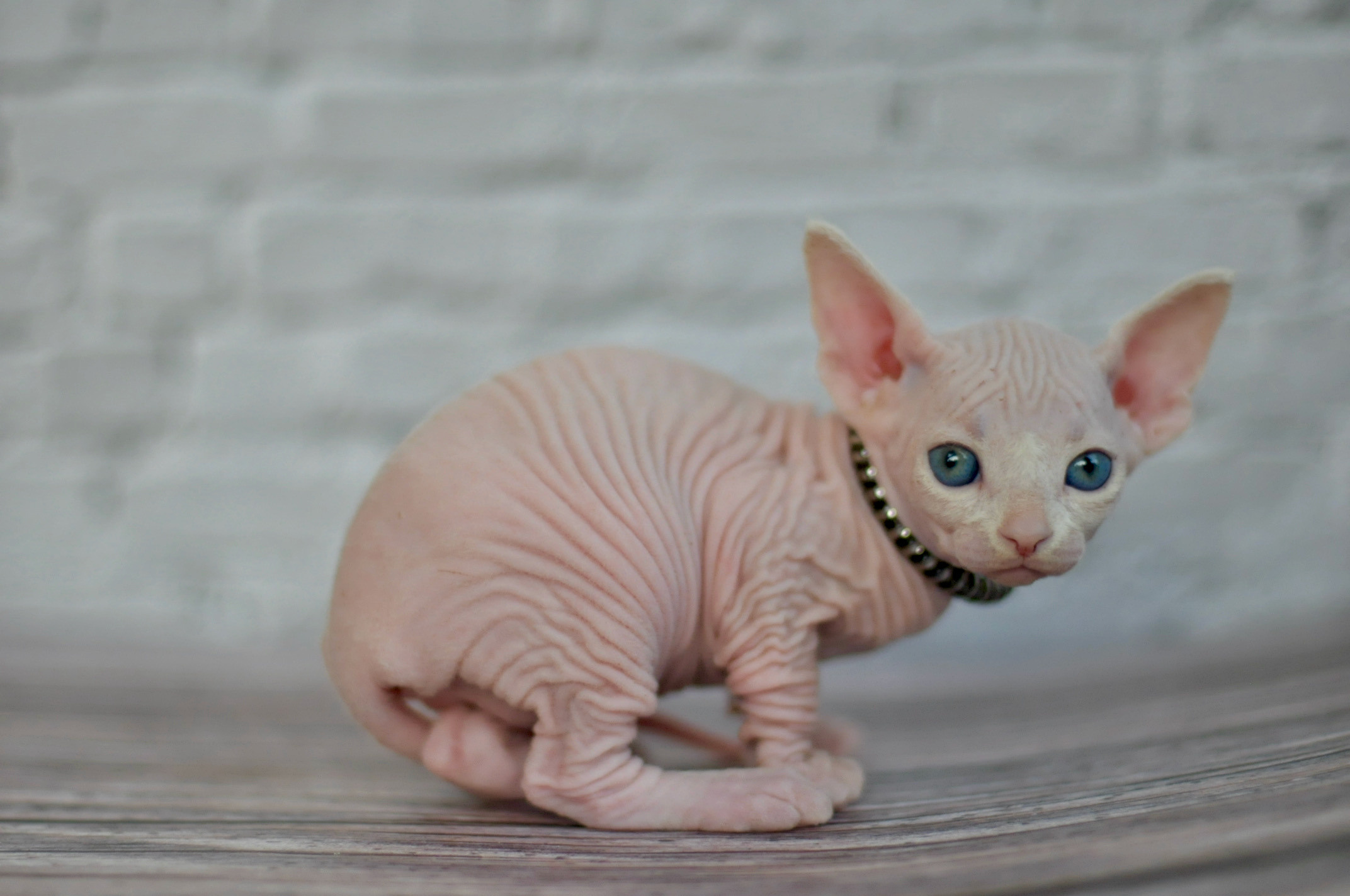 Sphynx Kittens Lëtzebuerg, Chatons Sphynx Luxembourg, Sphynx-Kätzchen Luxemburg