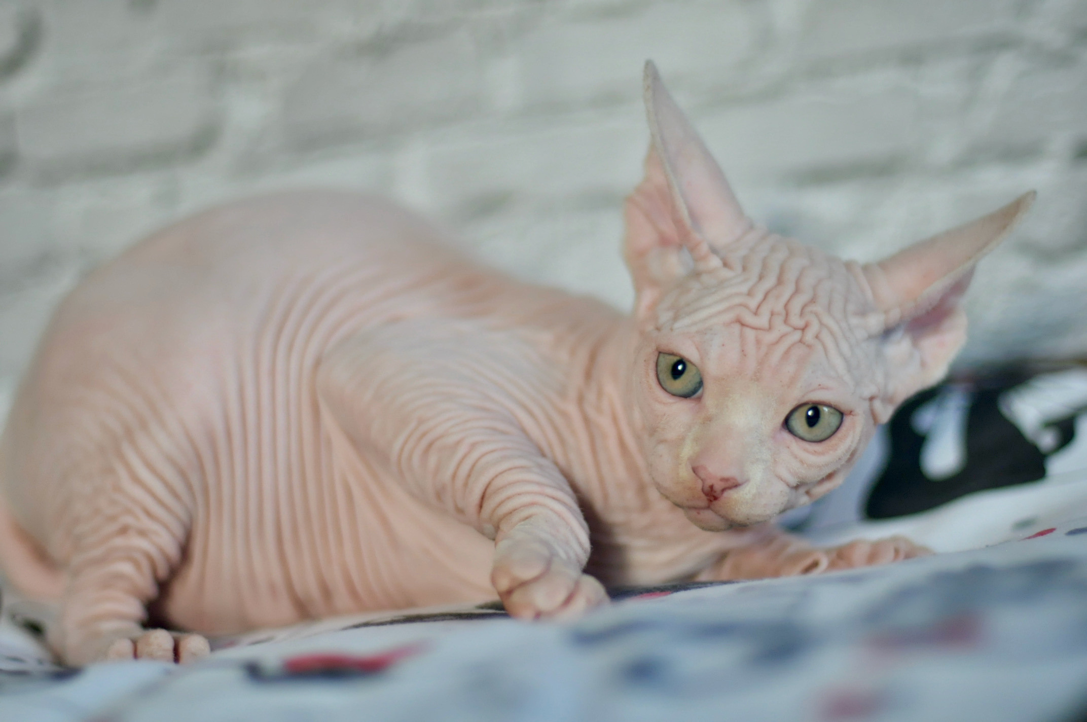 Boy (♂) 1 Brown Collar DOB 09/03/2022, color — White (W) yellow eyed. Εκτροφείο γάτες Σφίγγα στην Λεμεσό, Κύπρος