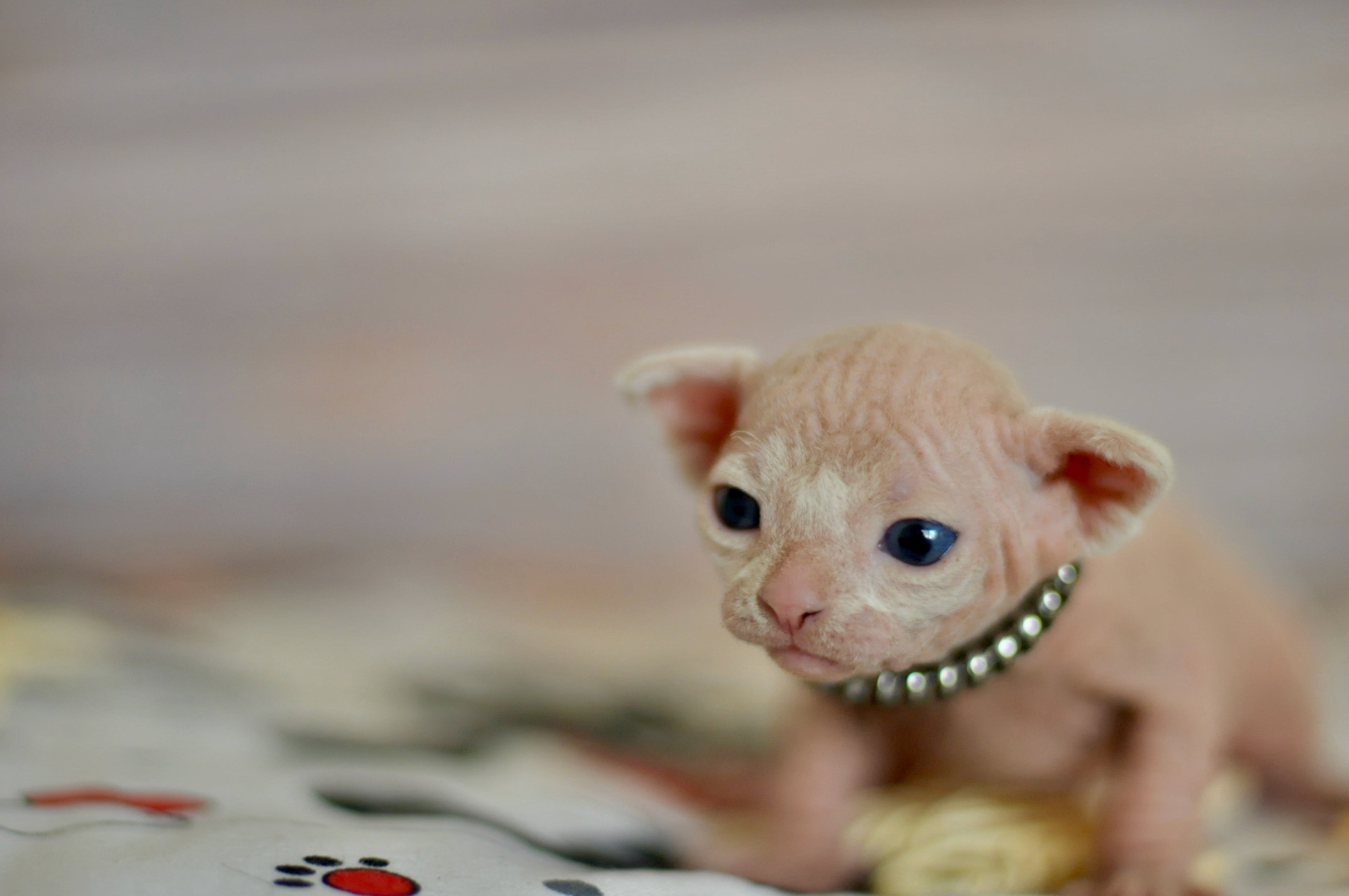 Sphynx Kittens Lëtzebuerg, Chatons Sphynx Luxembourg, Sphynx-Kätzchen Luxemburg