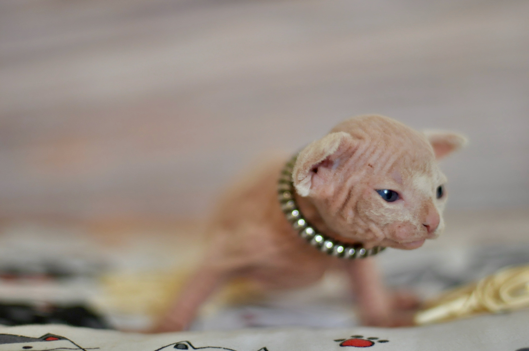 Sphynx Kittens Lëtzebuerg, Chatons Sphynx Luxembourg, Sphynx-Kätzchen Luxemburg