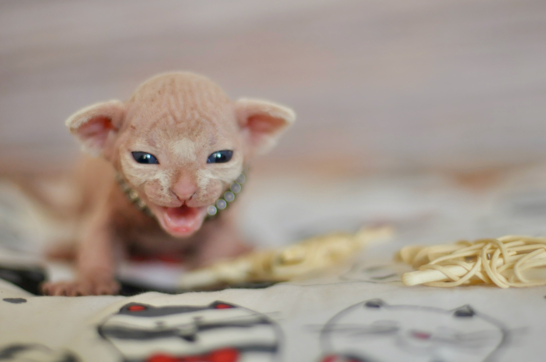Sphynx Kittens Lëtzebuerg, Chatons Sphynx Luxembourg, Sphynx-Kätzchen Luxemburg