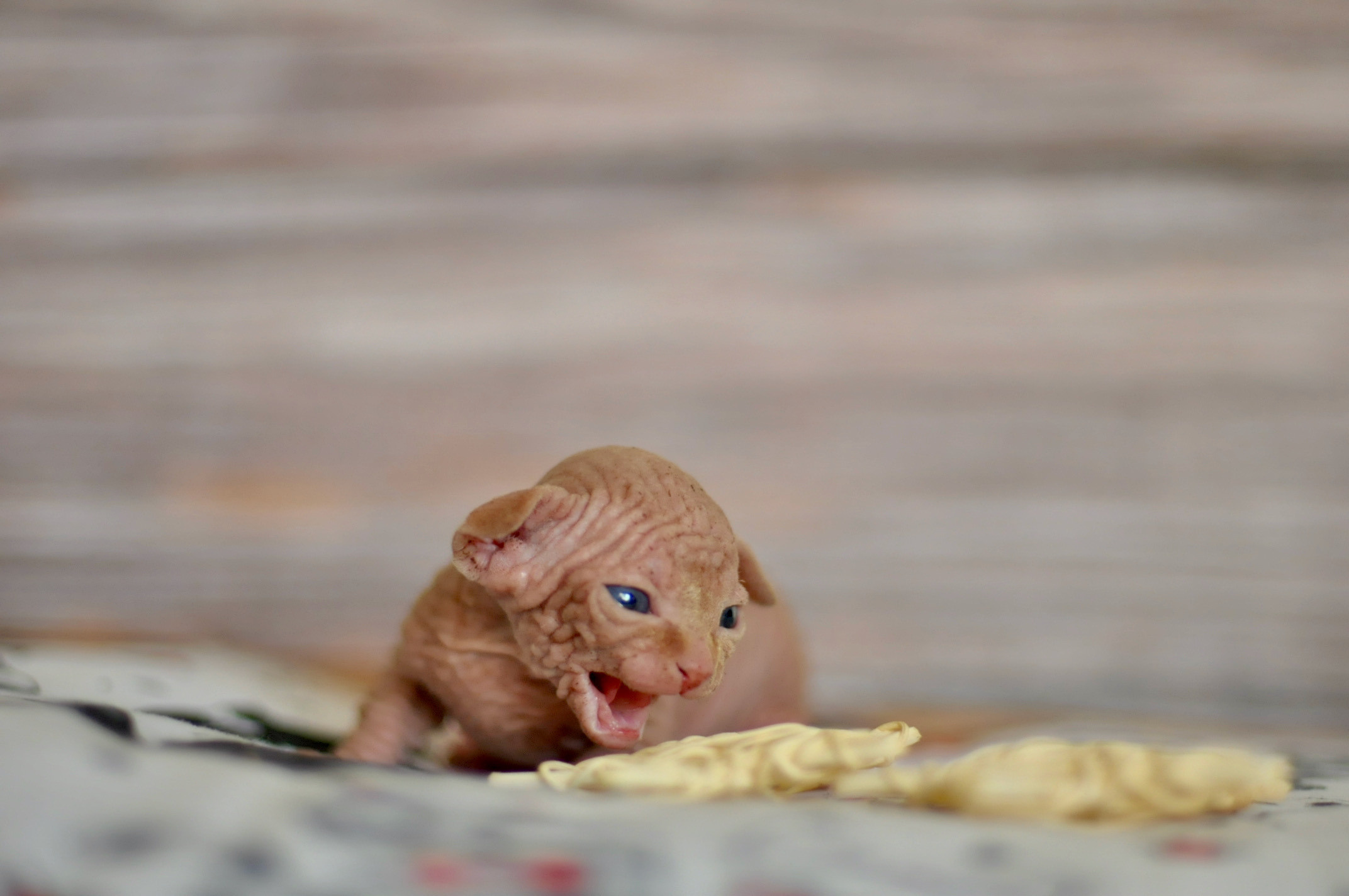 Sphynx kittens UK, Sphynx kittens United Kingdom, Sphynx kittens GB, Sphynx kittens Great Britain, Sphynx kittens London, Sphynx UK, Sphynx United Kingdom, Sphynx GB, Sphynx Great Britain, Sphynx London