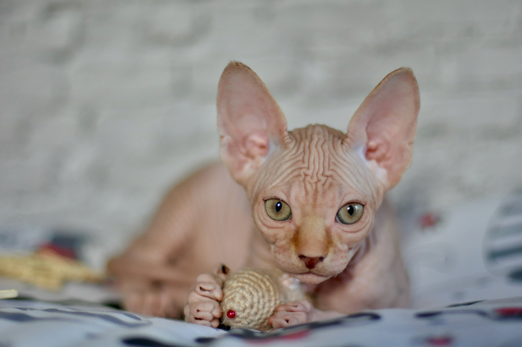 Sphynx kittens UK, Sphynx kittens United Kingdom, Sphynx kittens GB, Sphynx kittens Great Britain, Sphynx kittens London, Sphynx UK, Sphynx United Kingdom, Sphynx GB, Sphynx Great Britain, Sphynx London