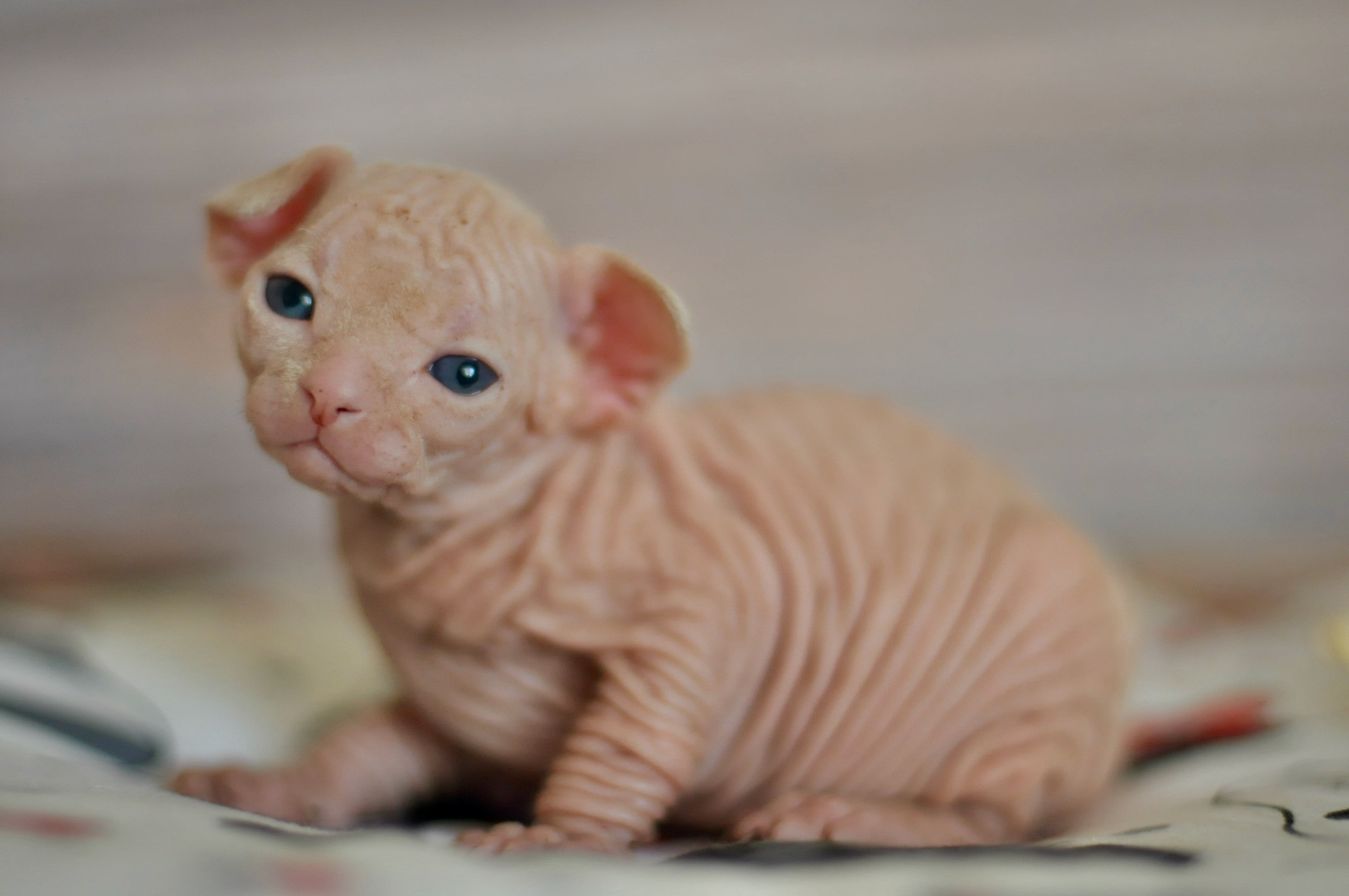 Boy (♂) 2 Blue Collar DOB 09/03/2022, color — White (W) yellow eyed. Εκτροφείο γάτες Σφίγγα στην Λεμεσό, Κύπρος