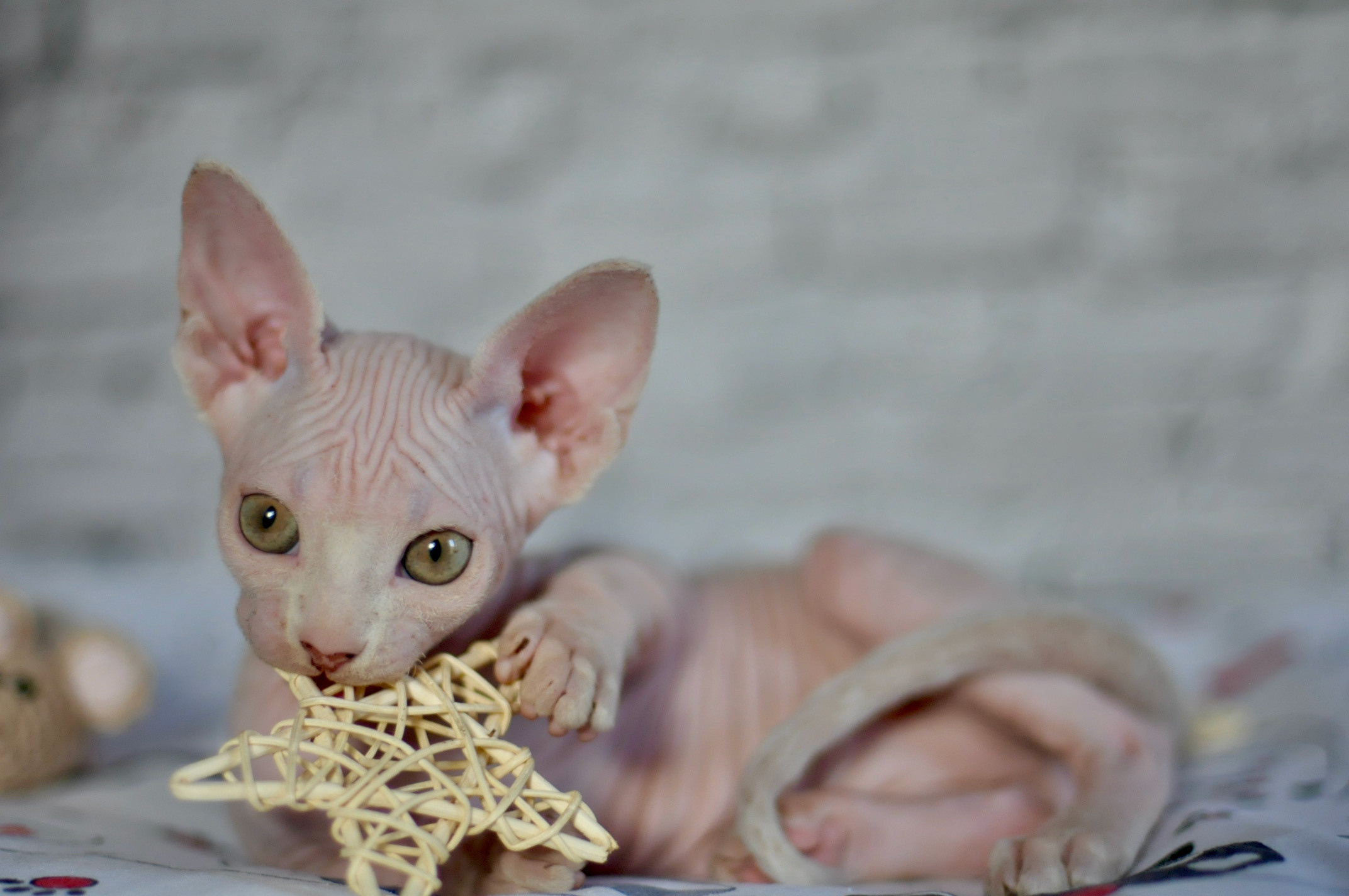 Sphynx Kittens Lëtzebuerg, Chatons Sphynx Luxembourg, Sphynx-Kätzchen Luxemburg