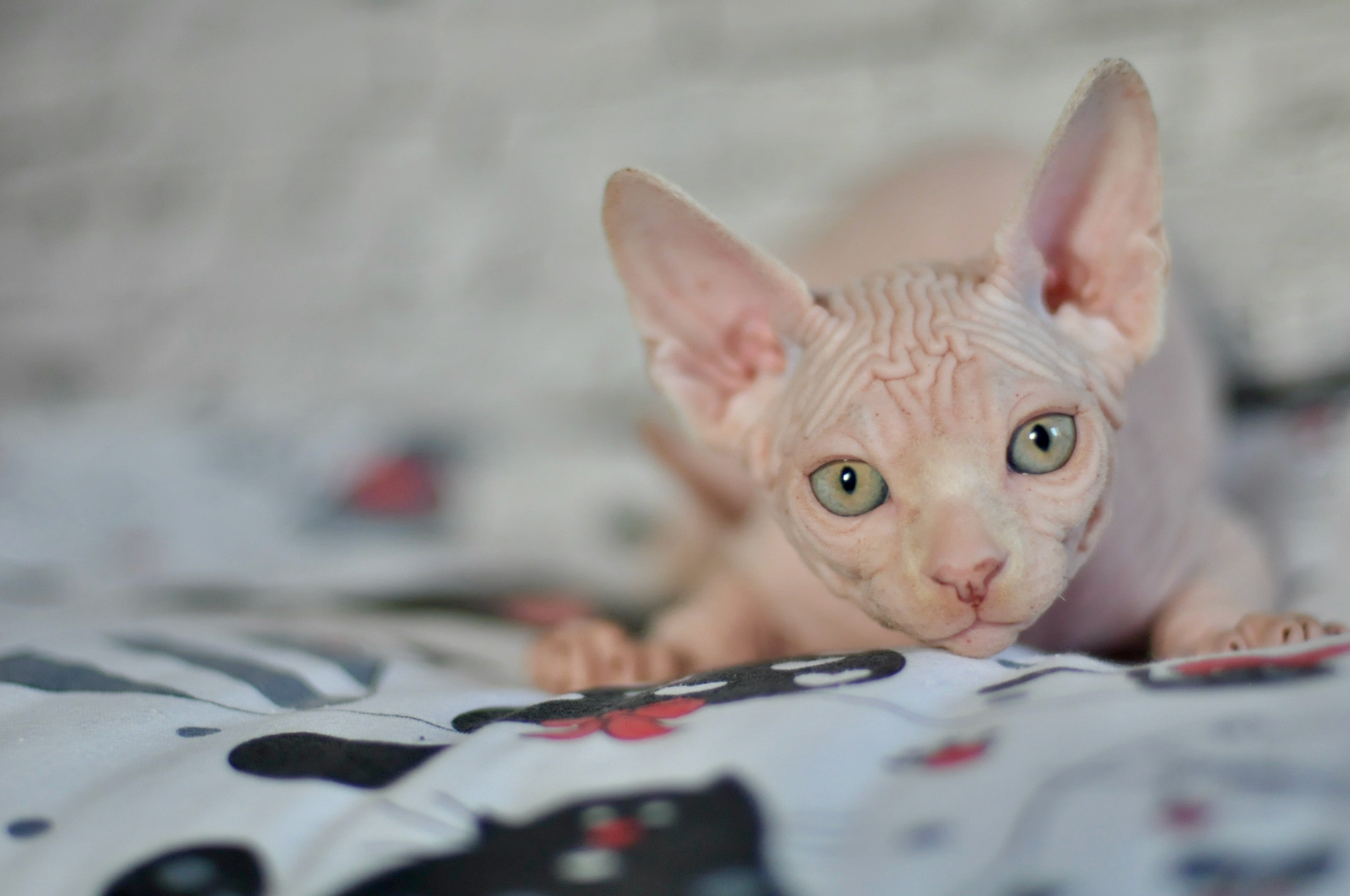Boy (♂) 1 Brown Collar DOB 09/03/2022, color — White (W) yellow eyed. Εκτροφείο γάτες Σφίγγα στην Λεμεσό, Κύπρος
