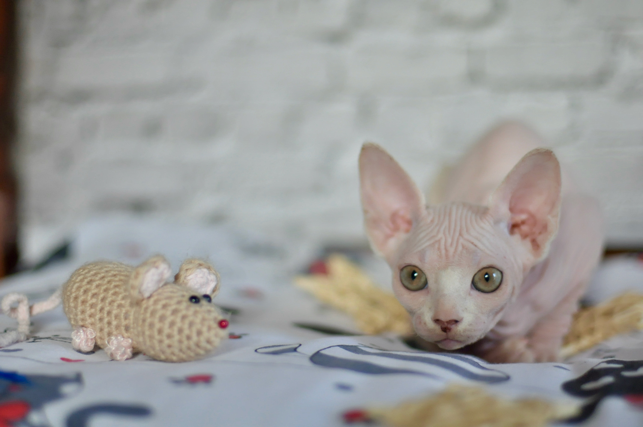 Sphynx Kittens Lëtzebuerg, Chatons Sphynx Luxembourg, Sphynx-Kätzchen Luxemburg
