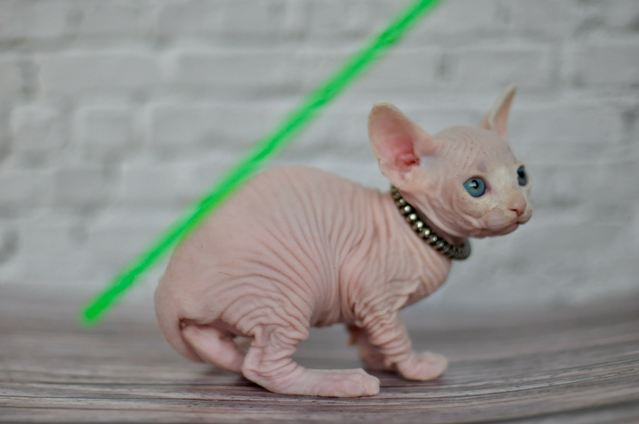 Sphynx Kittens Lëtzebuerg, Chatons Sphynx Luxembourg, Sphynx-Kätzchen Luxemburg