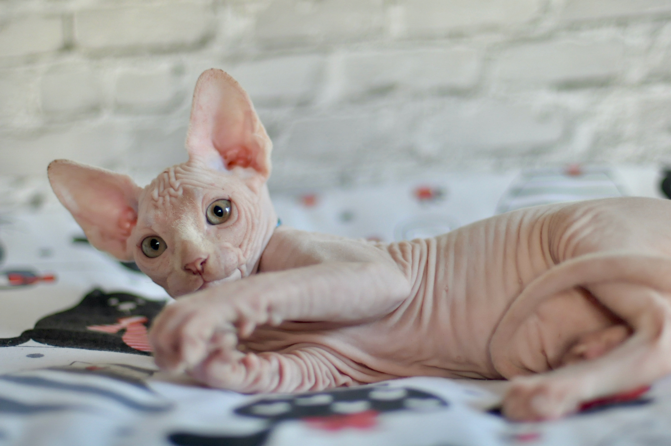 Boy (♂) 2 Blue Collar DOB 09/03/2022, color — White (W) yellow eyed. Εκτροφείο γάτες Σφίγγα στην Λεμεσό, Κύπρος