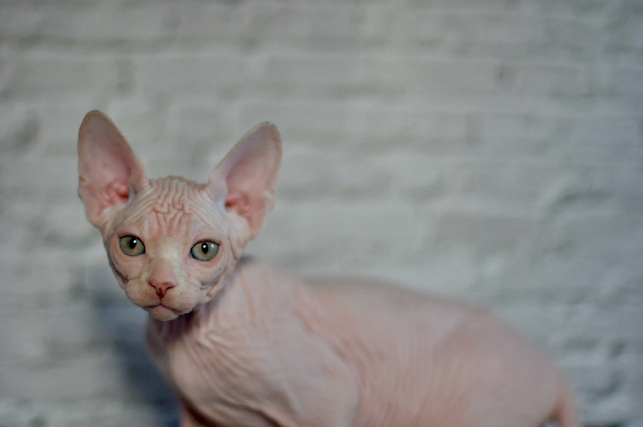 Boy (♂) 1 Brown Collar DOB 09/03/2022, color — White (W) yellow eyed. Εκτροφείο γάτες Σφίγγα στην Λεμεσό, Κύπρος