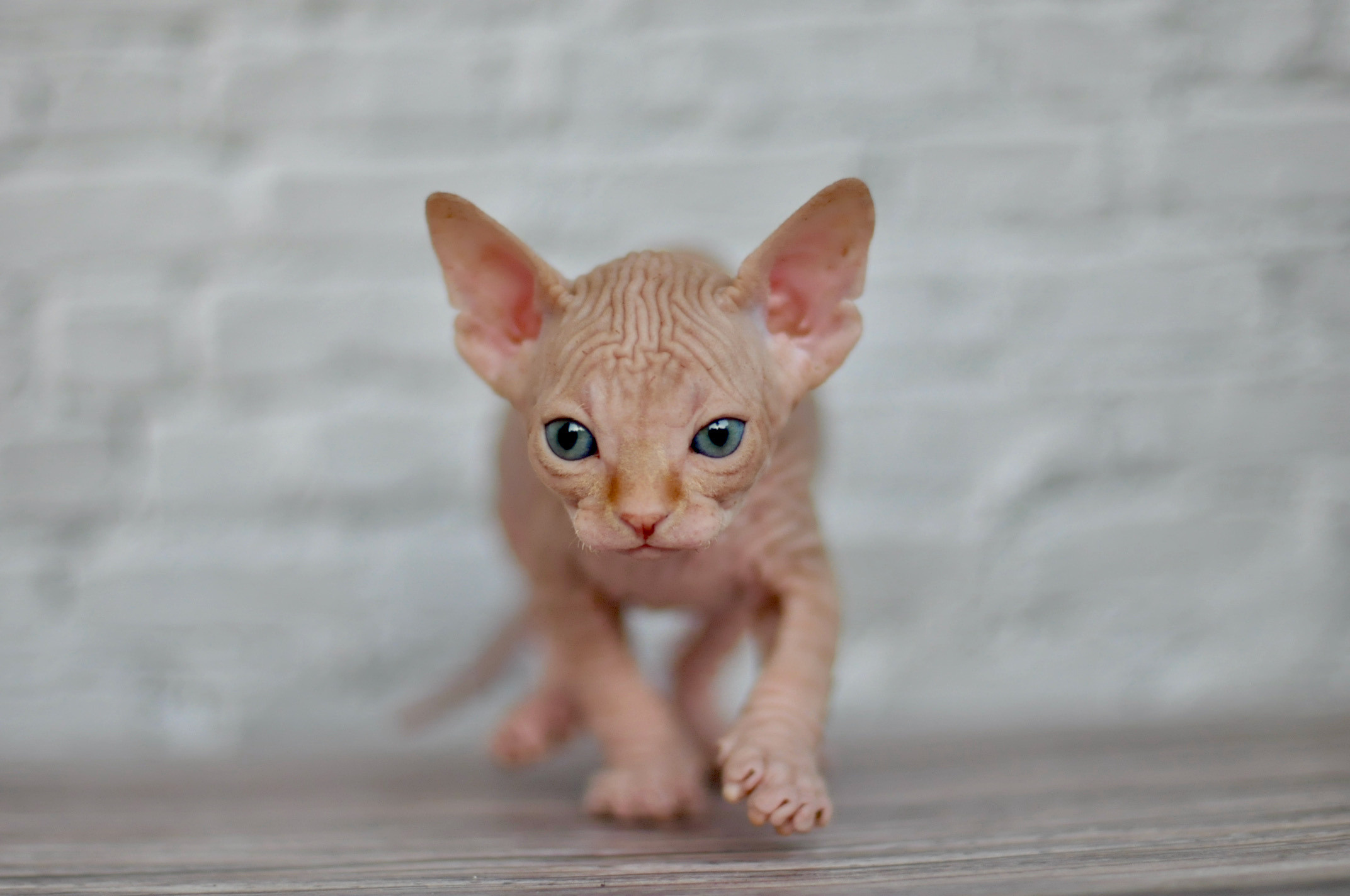 Sphynx kittens UK, Sphynx kittens United Kingdom, Sphynx kittens GB, Sphynx kittens Great Britain, Sphynx kittens London, Sphynx UK, Sphynx United Kingdom, Sphynx GB, Sphynx Great Britain, Sphynx London