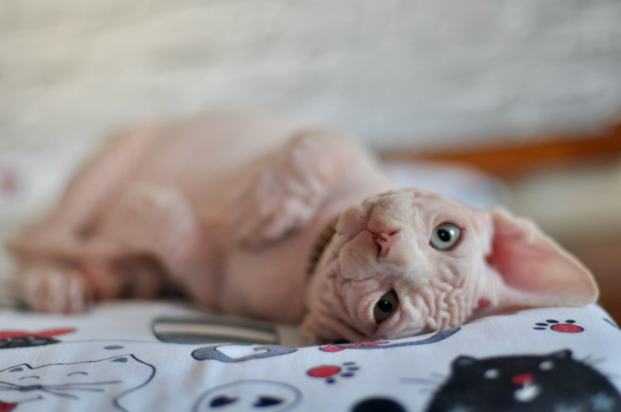 Boy (♂) 1 Brown Collar DOB 09/03/2022, color — White (W) yellow eyed. Εκτροφείο γάτες Σφίγγα στην Λεμεσό, Κύπρος