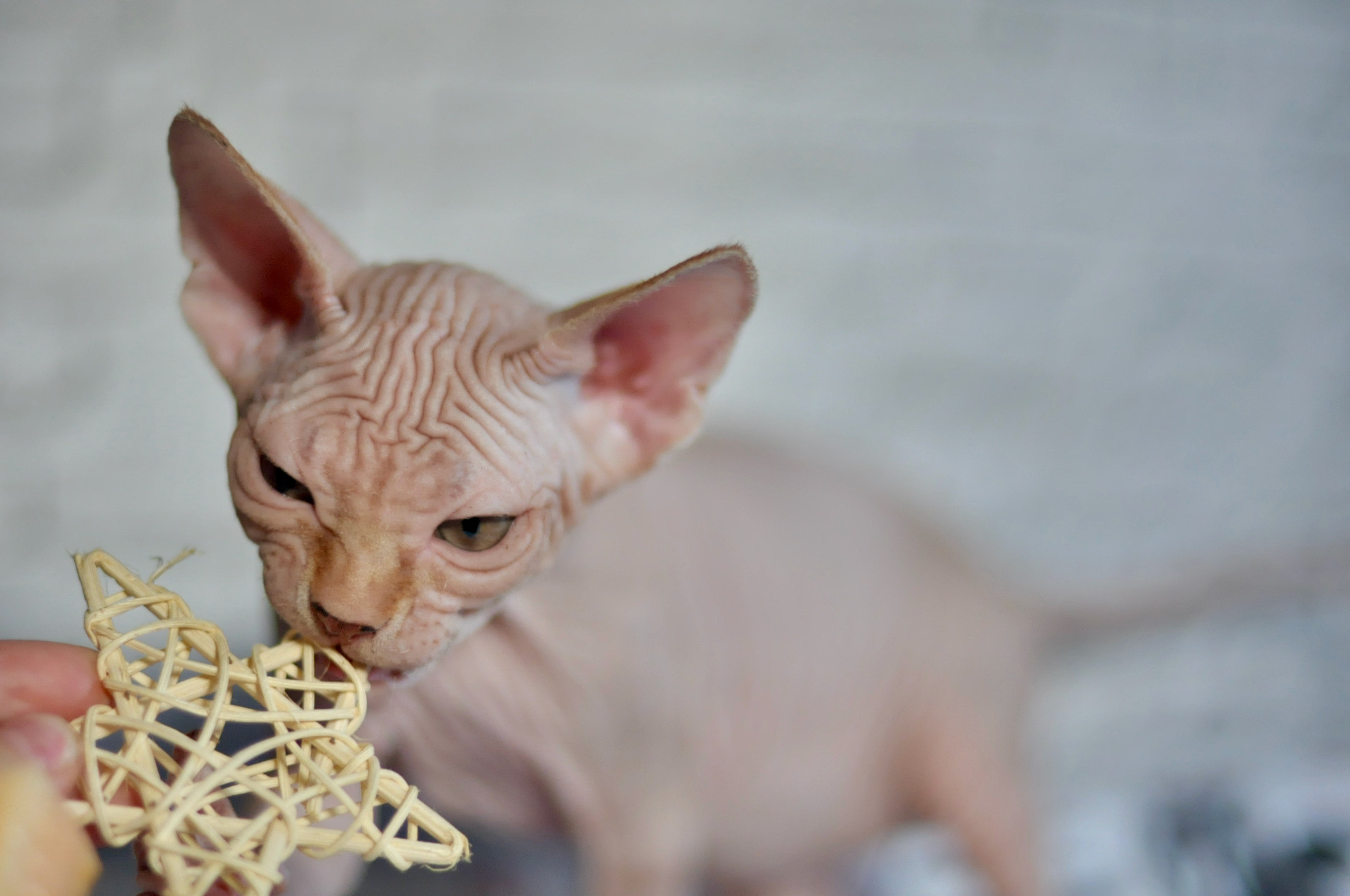 Sphynx kittens UK, Sphynx kittens United Kingdom, Sphynx kittens GB, Sphynx kittens Great Britain, Sphynx kittens London, Sphynx UK, Sphynx United Kingdom, Sphynx GB, Sphynx Great Britain, Sphynx London