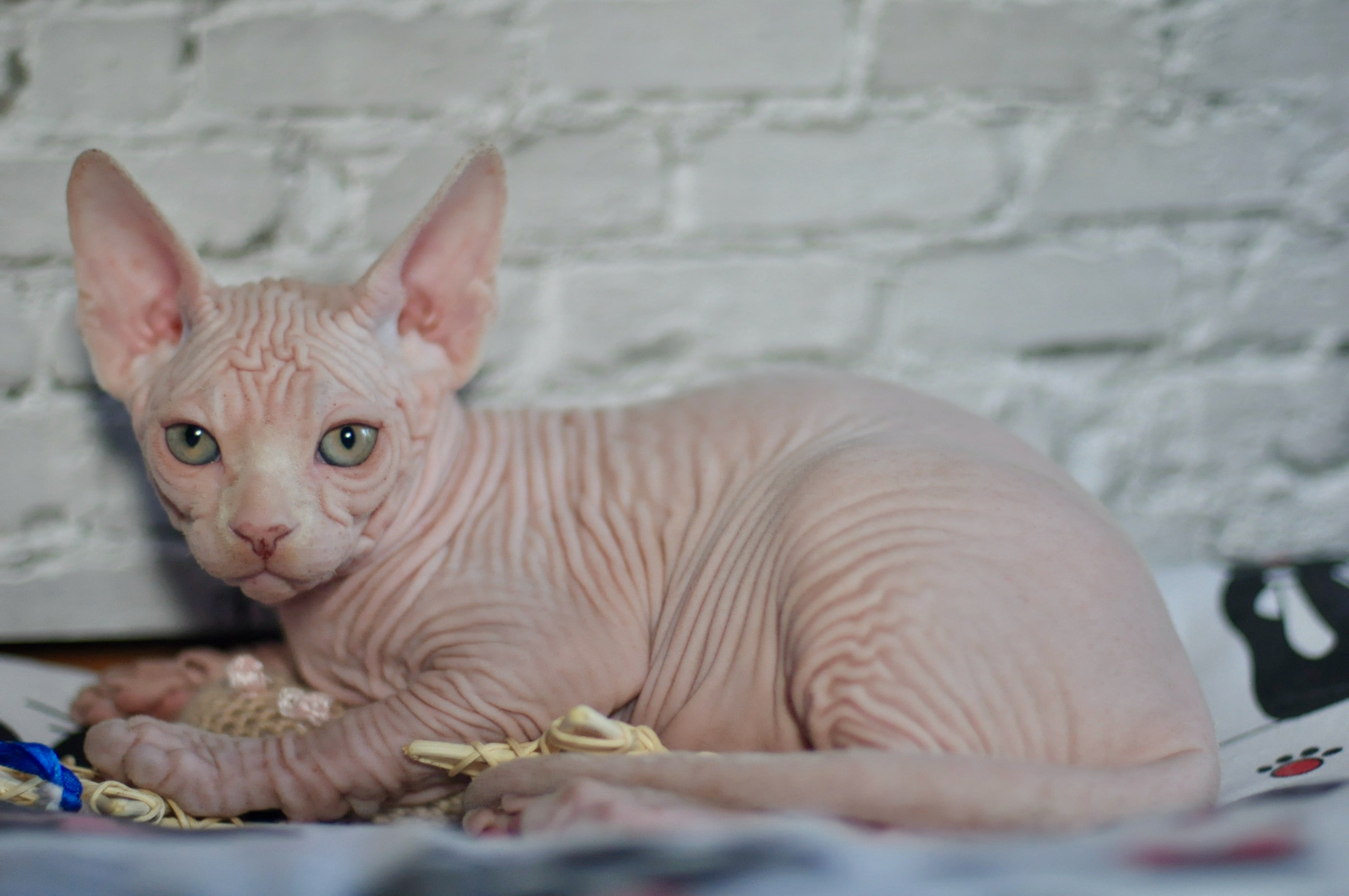 Boy (♂) 1 Brown Collar DOB 09/03/2022, color — White (W) yellow eyed. Εκτροφείο γάτες Σφίγγα στην Λεμεσό, Κύπρος