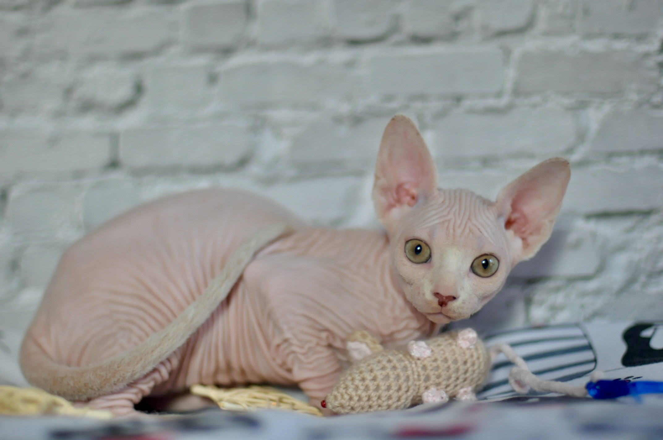 Sphynx Kittens Lëtzebuerg, Chatons Sphynx Luxembourg, Sphynx-Kätzchen Luxemburg