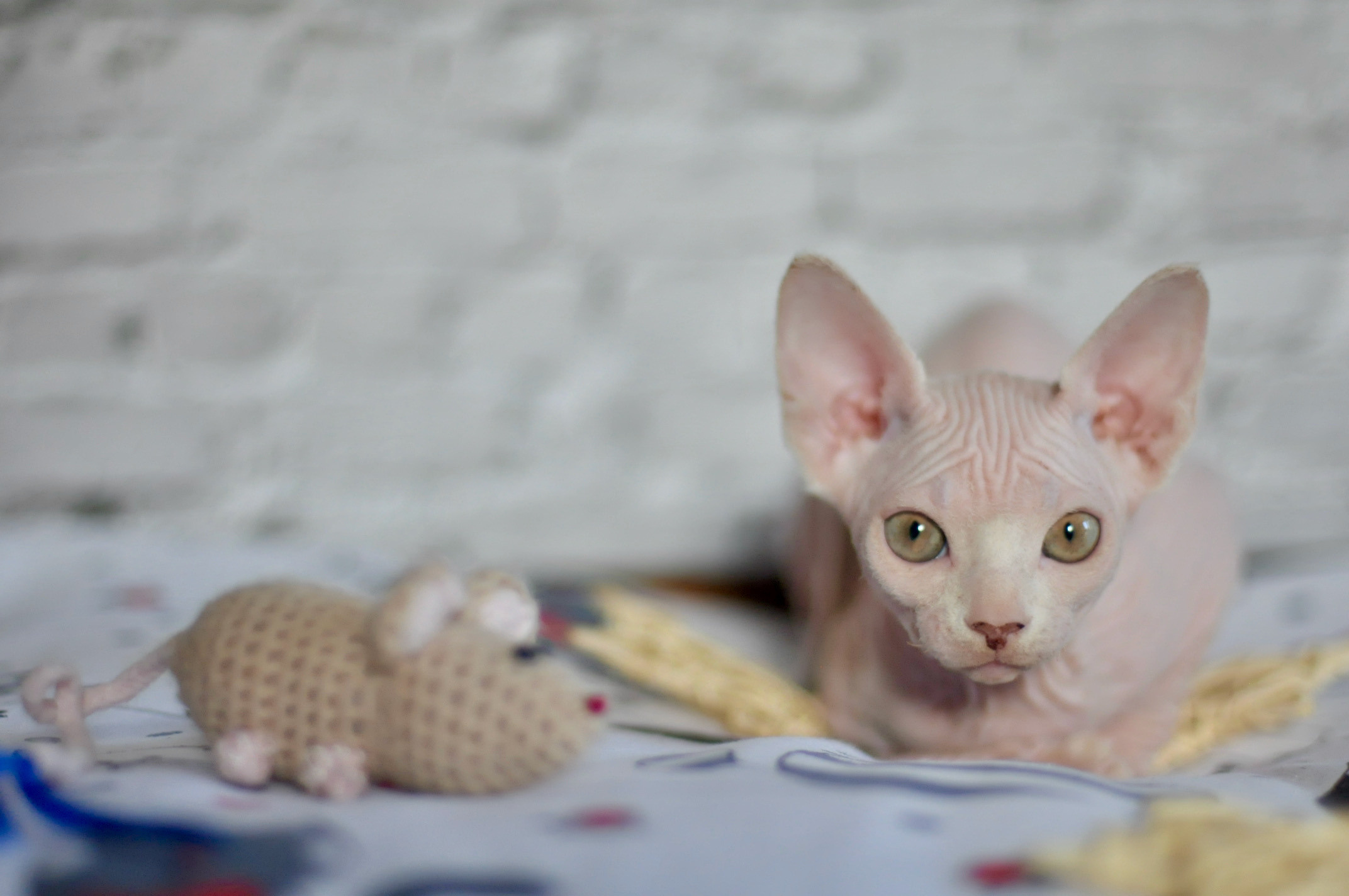 Sphynx Kittens Lëtzebuerg, Chatons Sphynx Luxembourg, Sphynx-Kätzchen Luxemburg