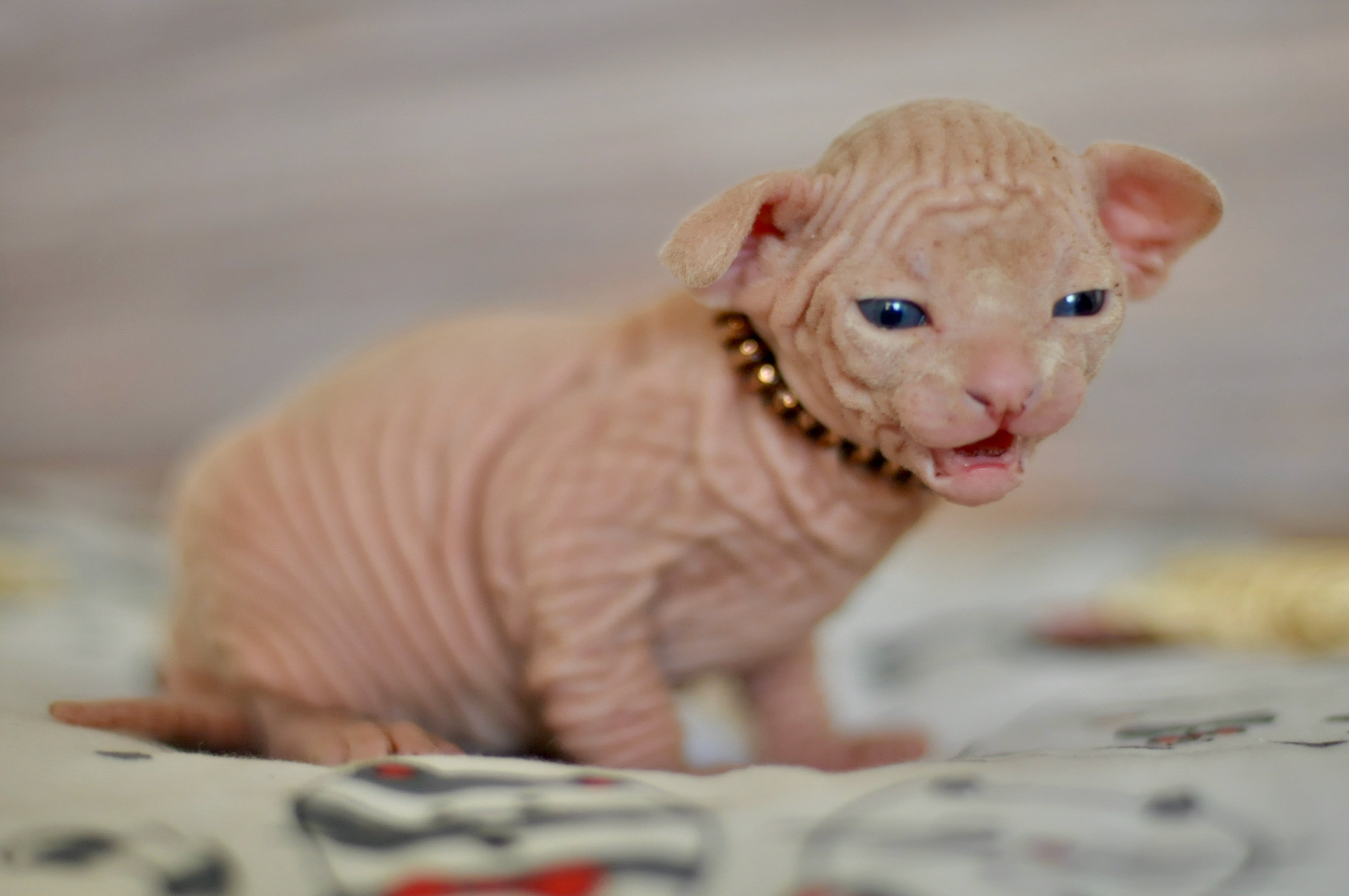 Boy (♂) 1 Brown Collar DOB 09/03/2022, color — White (W) yellow eyed. Εκτροφείο γάτες Σφίγγα στην Λεμεσό, Κύπρος