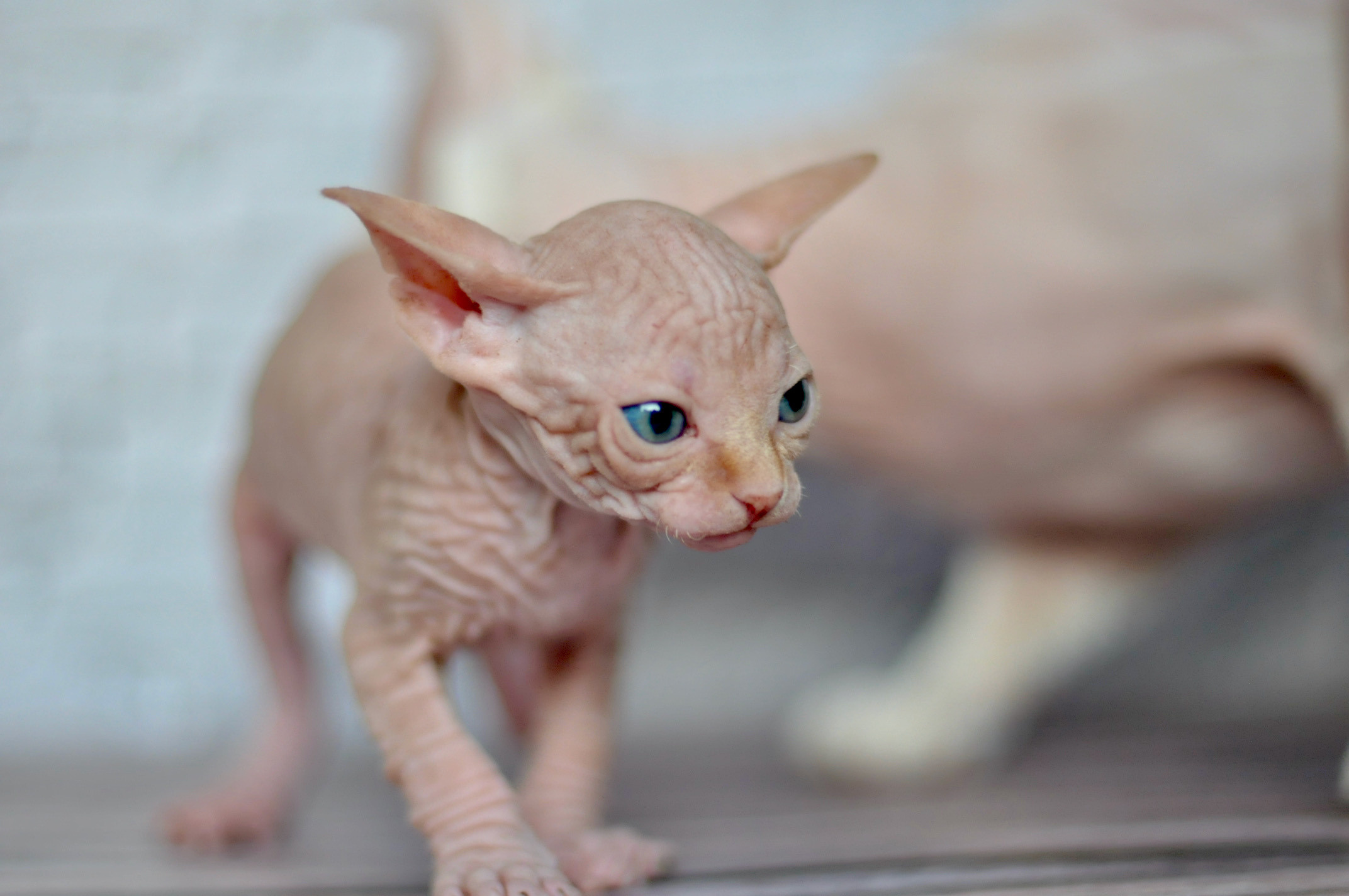 Sphynx kittens UK, Sphynx kittens United Kingdom, Sphynx kittens GB, Sphynx kittens Great Britain, Sphynx kittens London, Sphynx UK, Sphynx United Kingdom, Sphynx GB, Sphynx Great Britain, Sphynx London