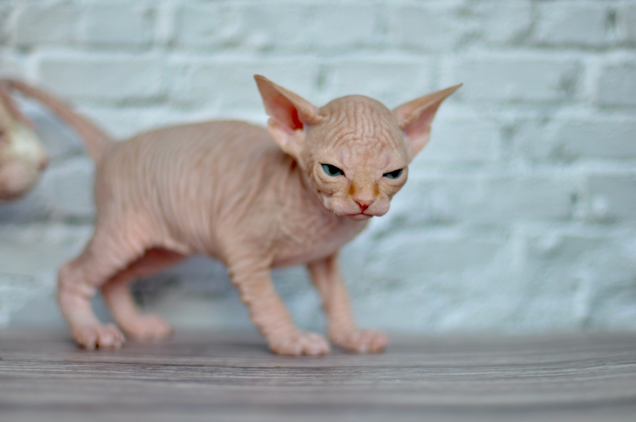 Sphynx kittens UK, Sphynx kittens United Kingdom, Sphynx kittens GB, Sphynx kittens Great Britain, Sphynx kittens London, Sphynx UK, Sphynx United Kingdom, Sphynx GB, Sphynx Great Britain, Sphynx London