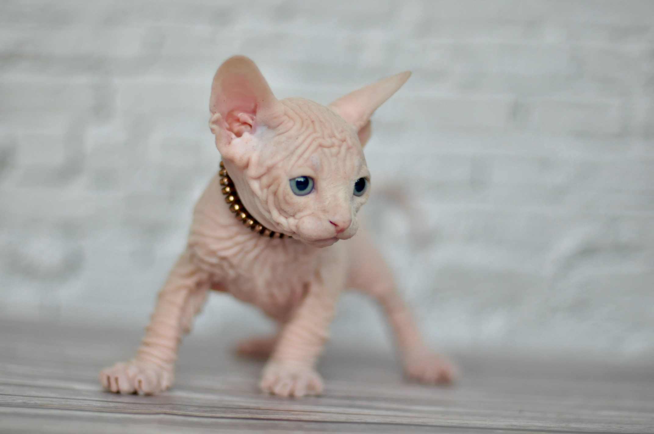 Boy (♂) 1 Brown Collar DOB 09/03/2022, color — White (W) yellow eyed. Εκτροφείο γάτες Σφίγγα στην Λεμεσό, Κύπρος