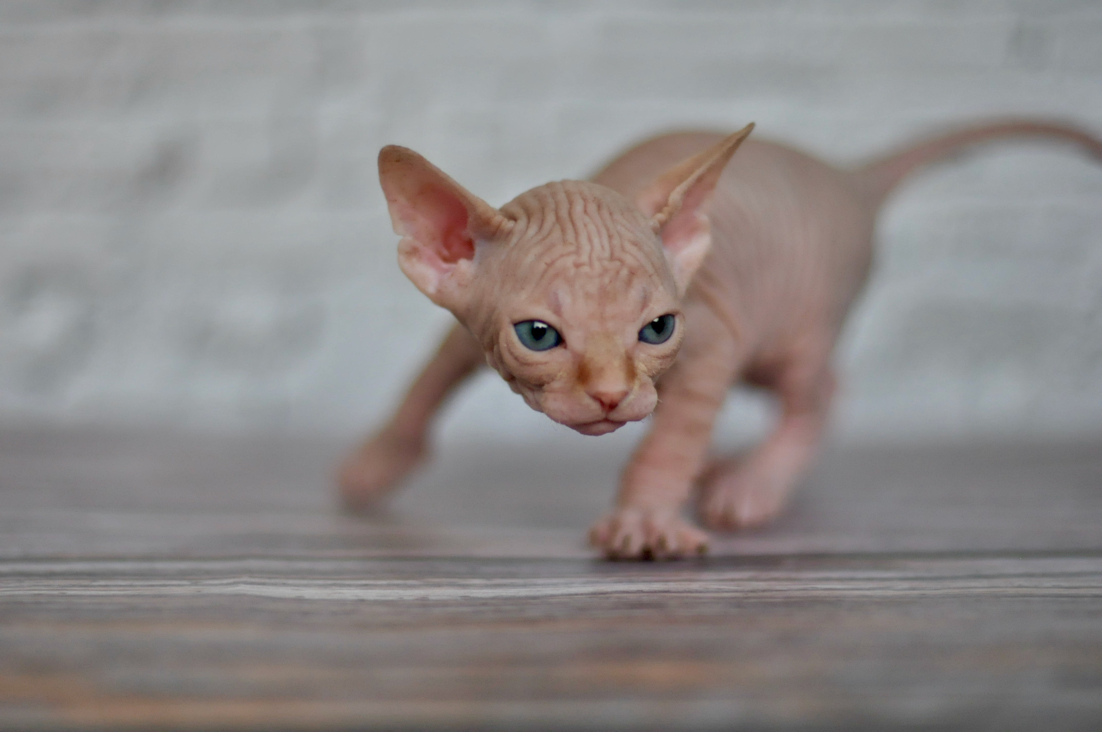 Sphynx kittens UK, Sphynx kittens United Kingdom, Sphynx kittens GB, Sphynx kittens Great Britain, Sphynx kittens London, Sphynx UK, Sphynx United Kingdom, Sphynx GB, Sphynx Great Britain, Sphynx London