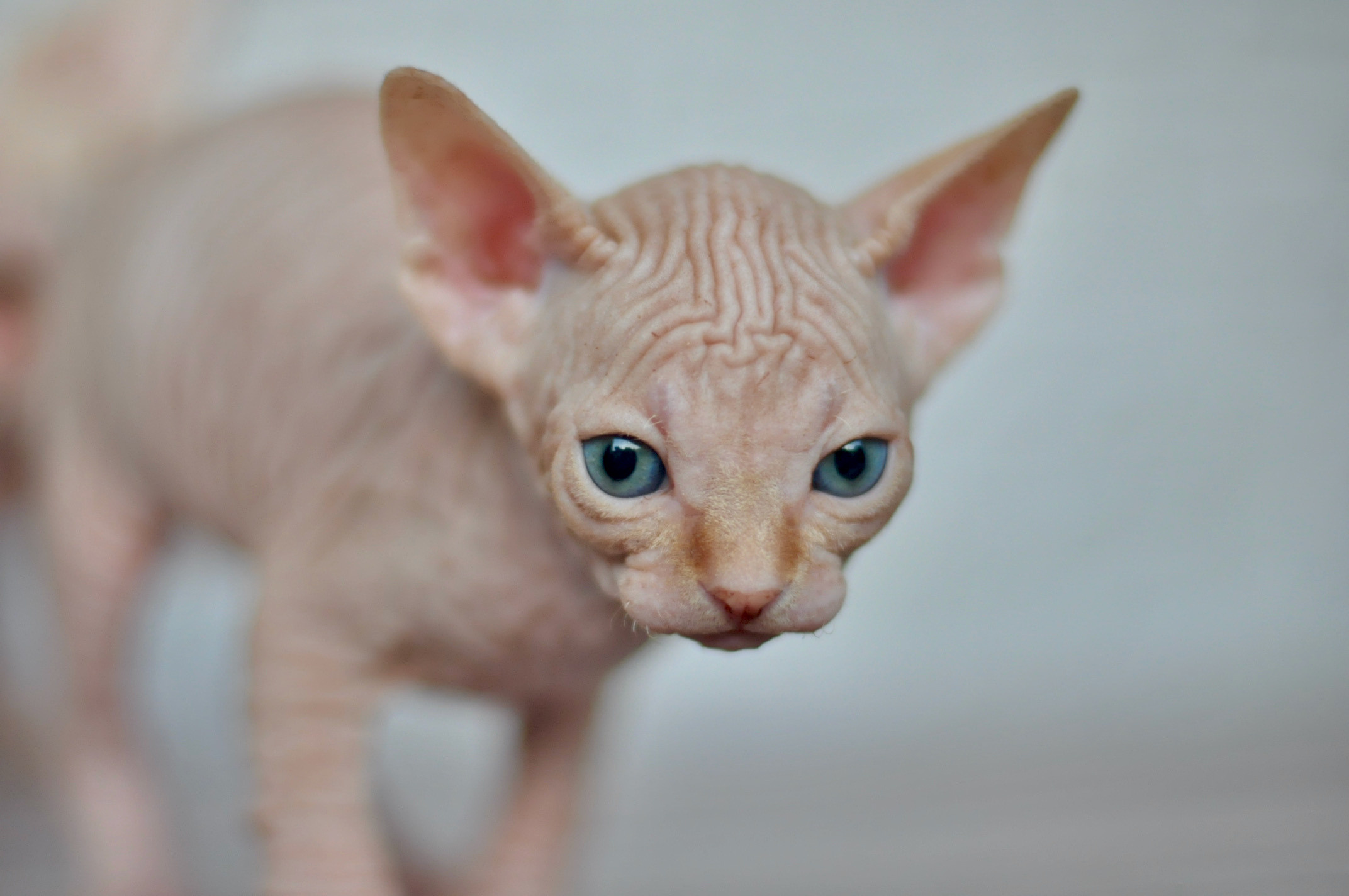 Sphynx kittens UK, Sphynx kittens United Kingdom, Sphynx kittens GB, Sphynx kittens Great Britain, Sphynx kittens London, Sphynx UK, Sphynx United Kingdom, Sphynx GB, Sphynx Great Britain, Sphynx London