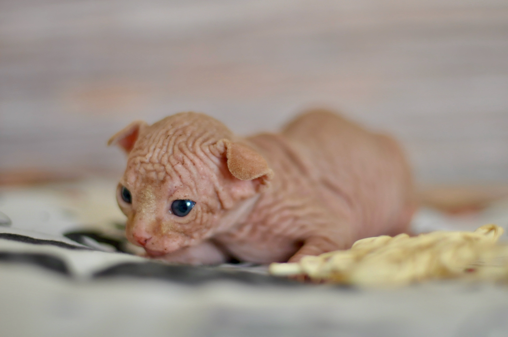 Sphynx kittens UK, Sphynx kittens United Kingdom, Sphynx kittens GB, Sphynx kittens Great Britain, Sphynx kittens London, Sphynx UK, Sphynx United Kingdom, Sphynx GB, Sphynx Great Britain, Sphynx London