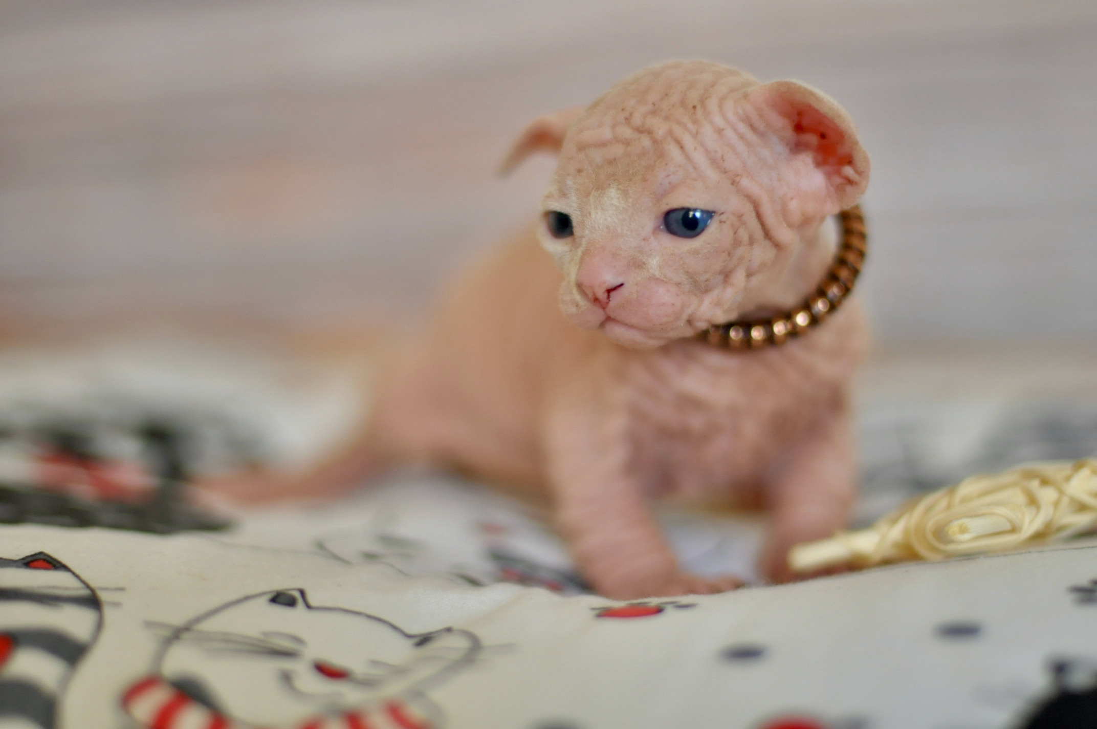 Boy (♂) 1 Brown Collar DOB 09/03/2022, color — White (W) yellow eyed. Εκτροφείο γάτες Σφίγγα στην Λεμεσό, Κύπρος