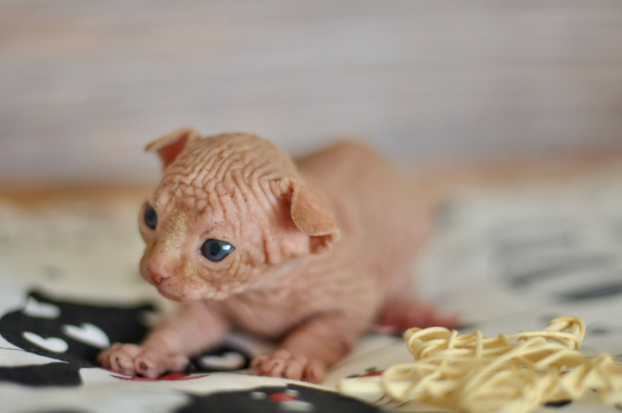 Sphynx kittens UK, Sphynx kittens United Kingdom, Sphynx kittens GB, Sphynx kittens Great Britain, Sphynx kittens London, Sphynx UK, Sphynx United Kingdom, Sphynx GB, Sphynx Great Britain, Sphynx London