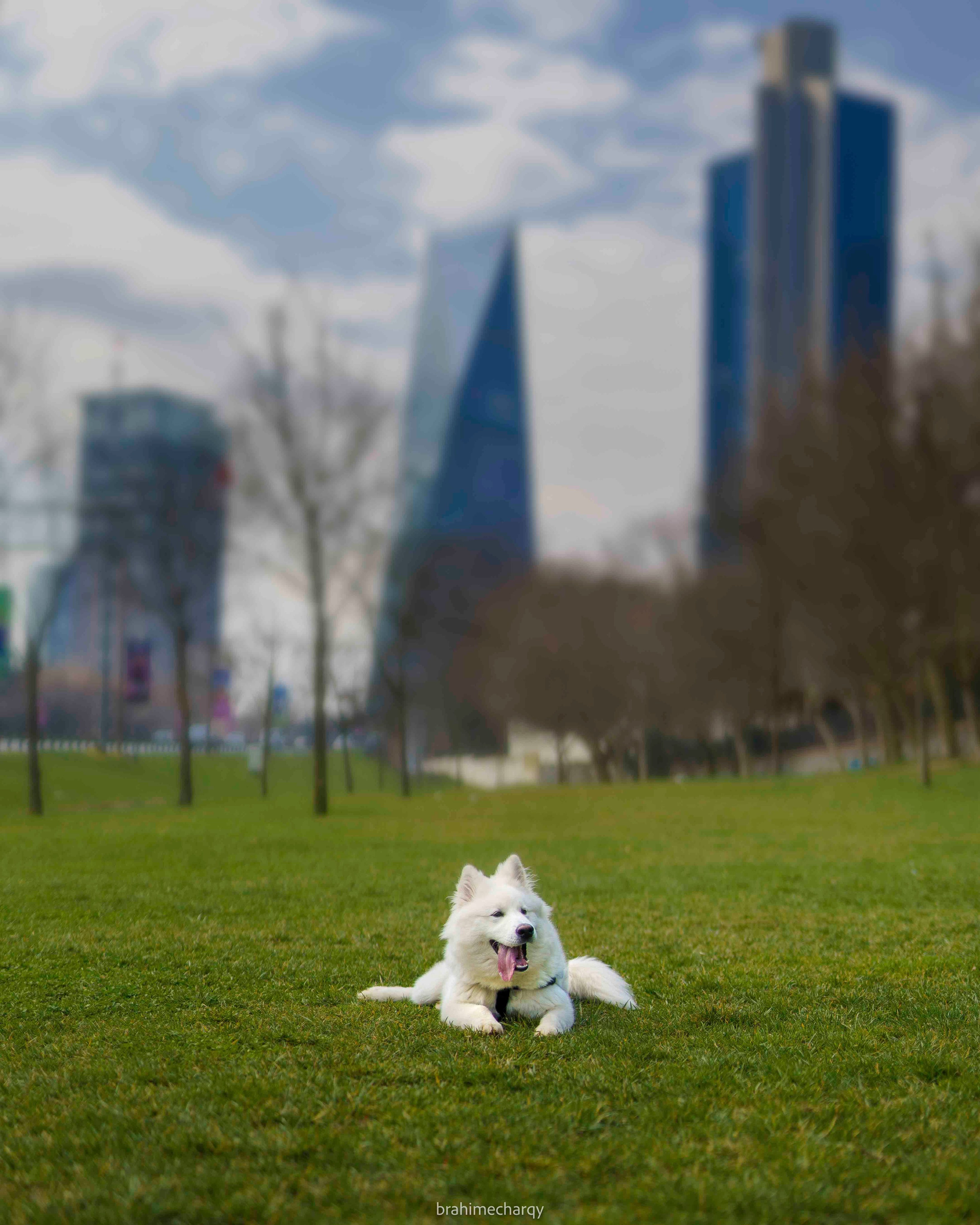 Фото. Брахим — фотограф