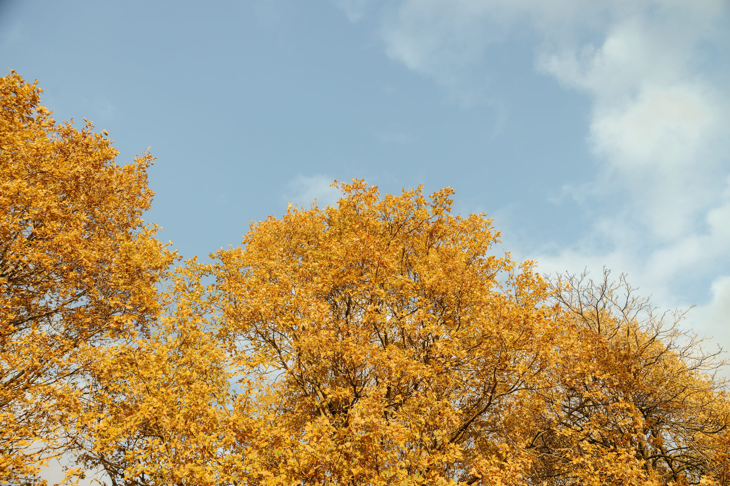 Pet Photoshoot in Spijkenisse | Rotterdam. Romantic & Soulful Photography by Natalia Olhova in Rotterdam