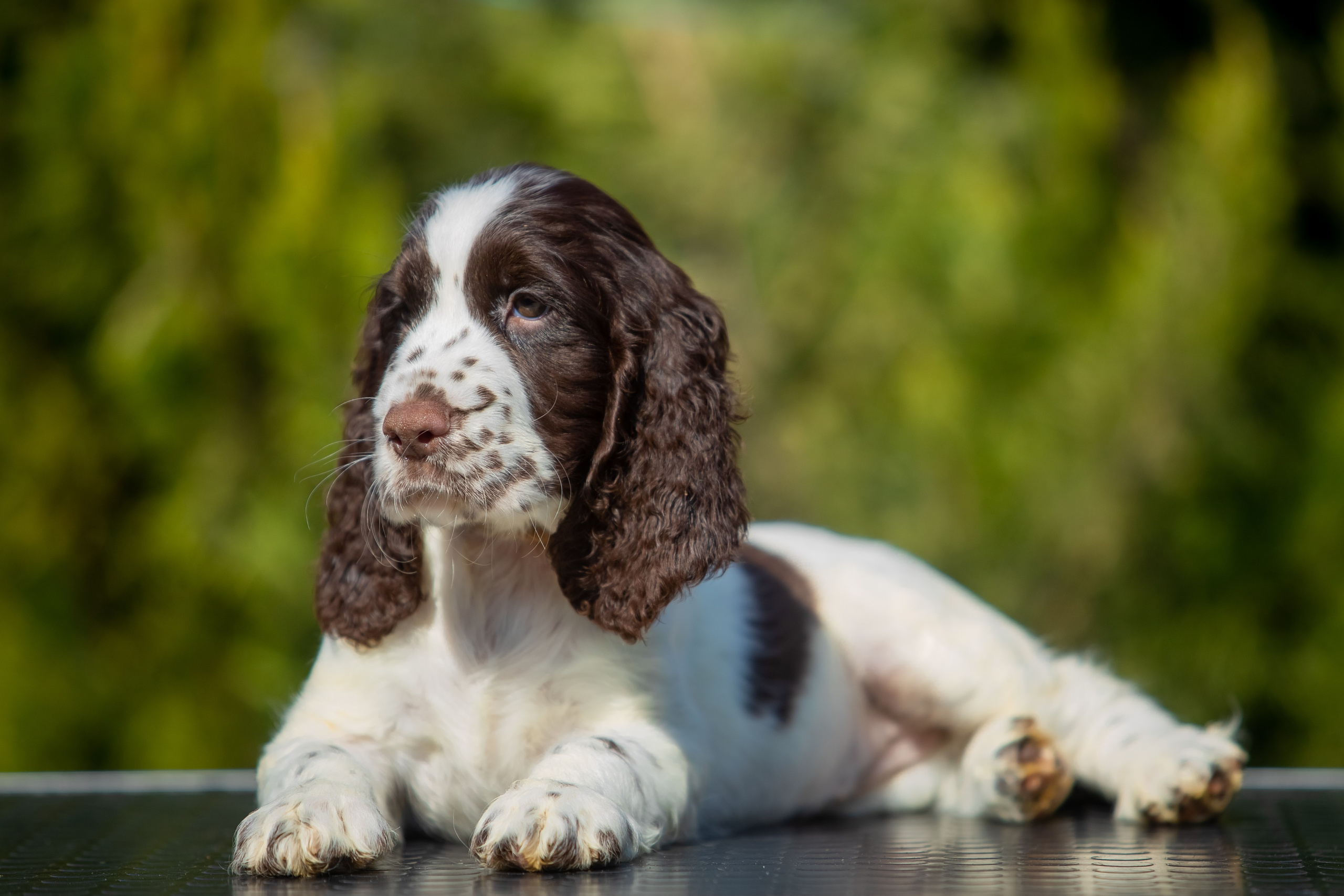 Female — Grey collar 🩶. Website of the titled stud dog of the Springer Spaniel breed