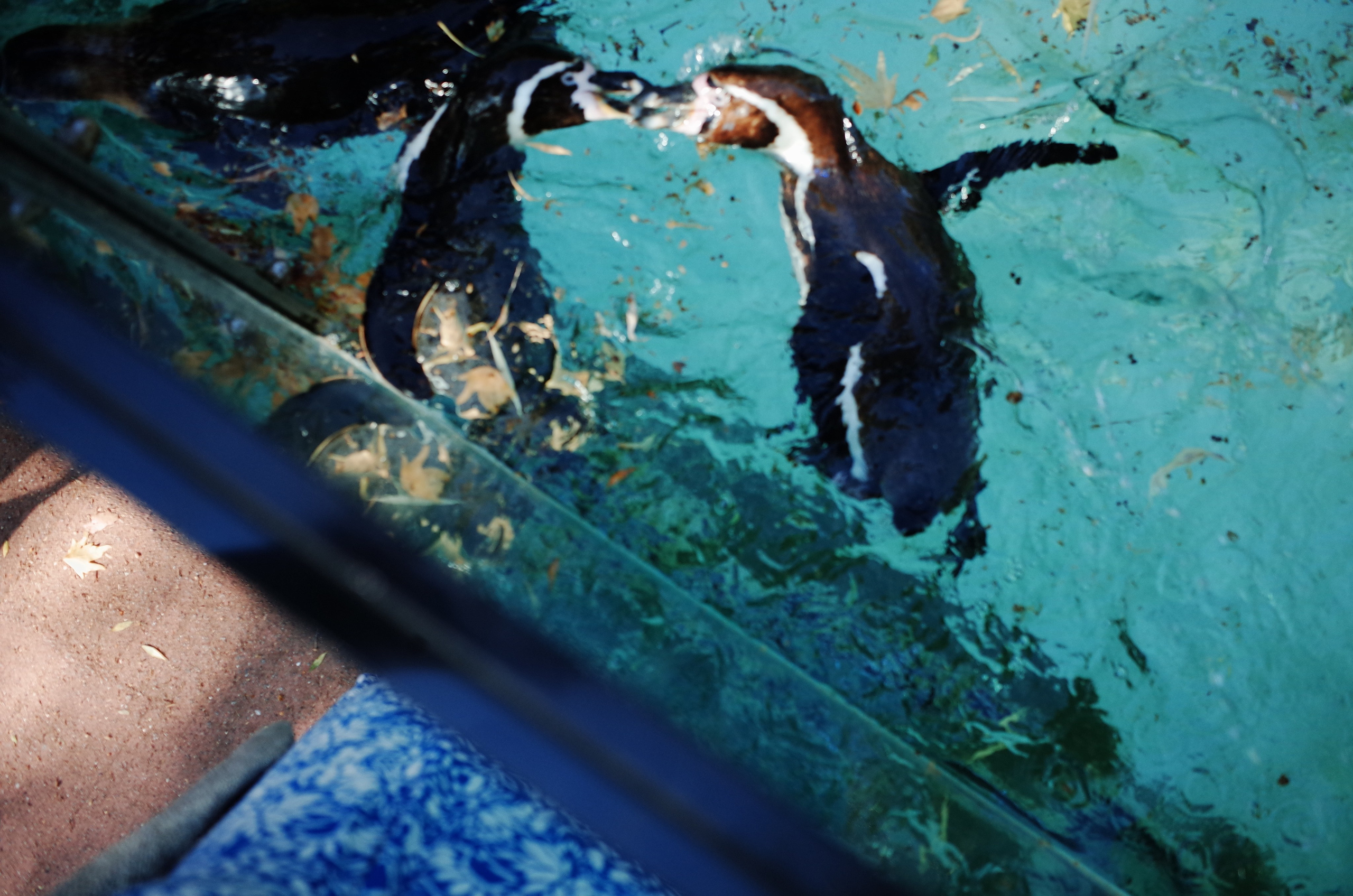Little penguins. London zoo. Victoria Dini Photography