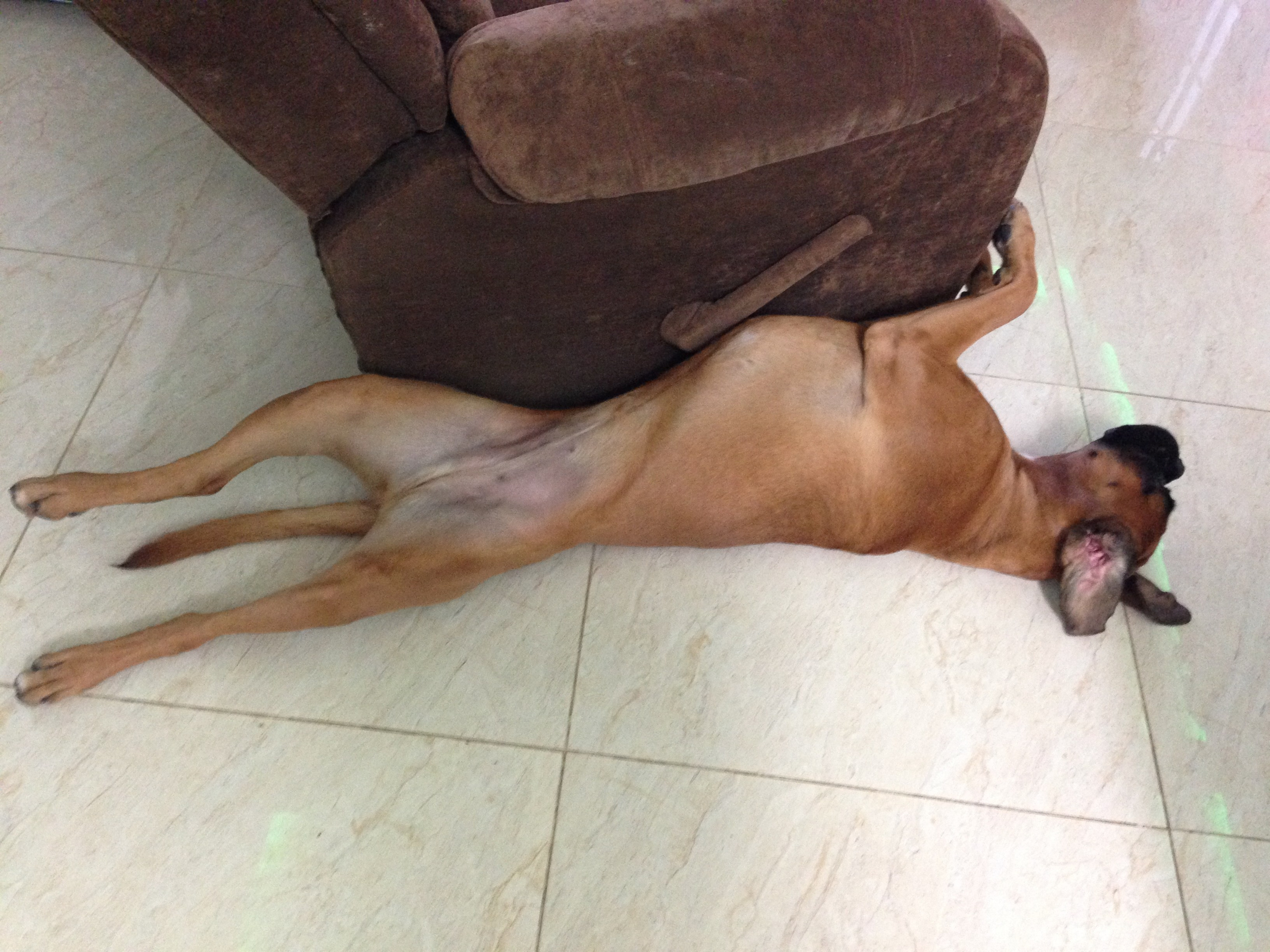 My ״Star״ Boxer Dog