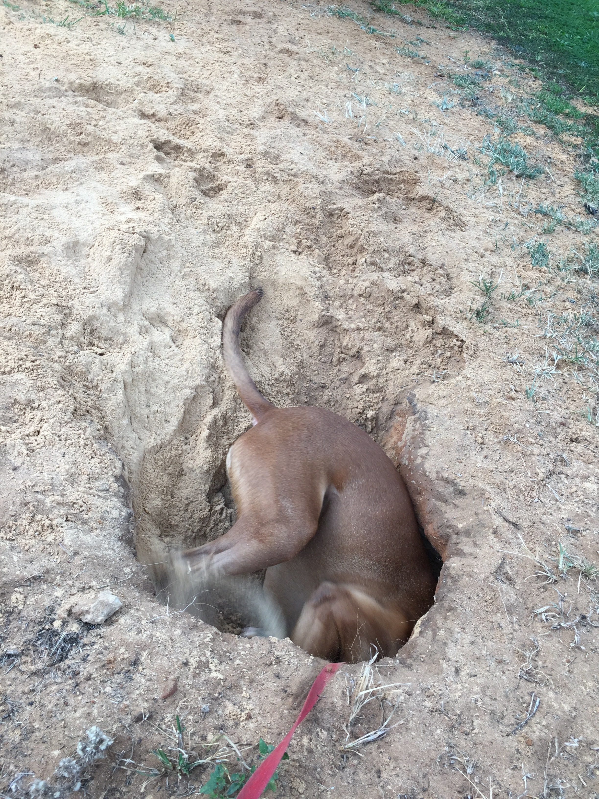 My ״Star״ Boxer Dog