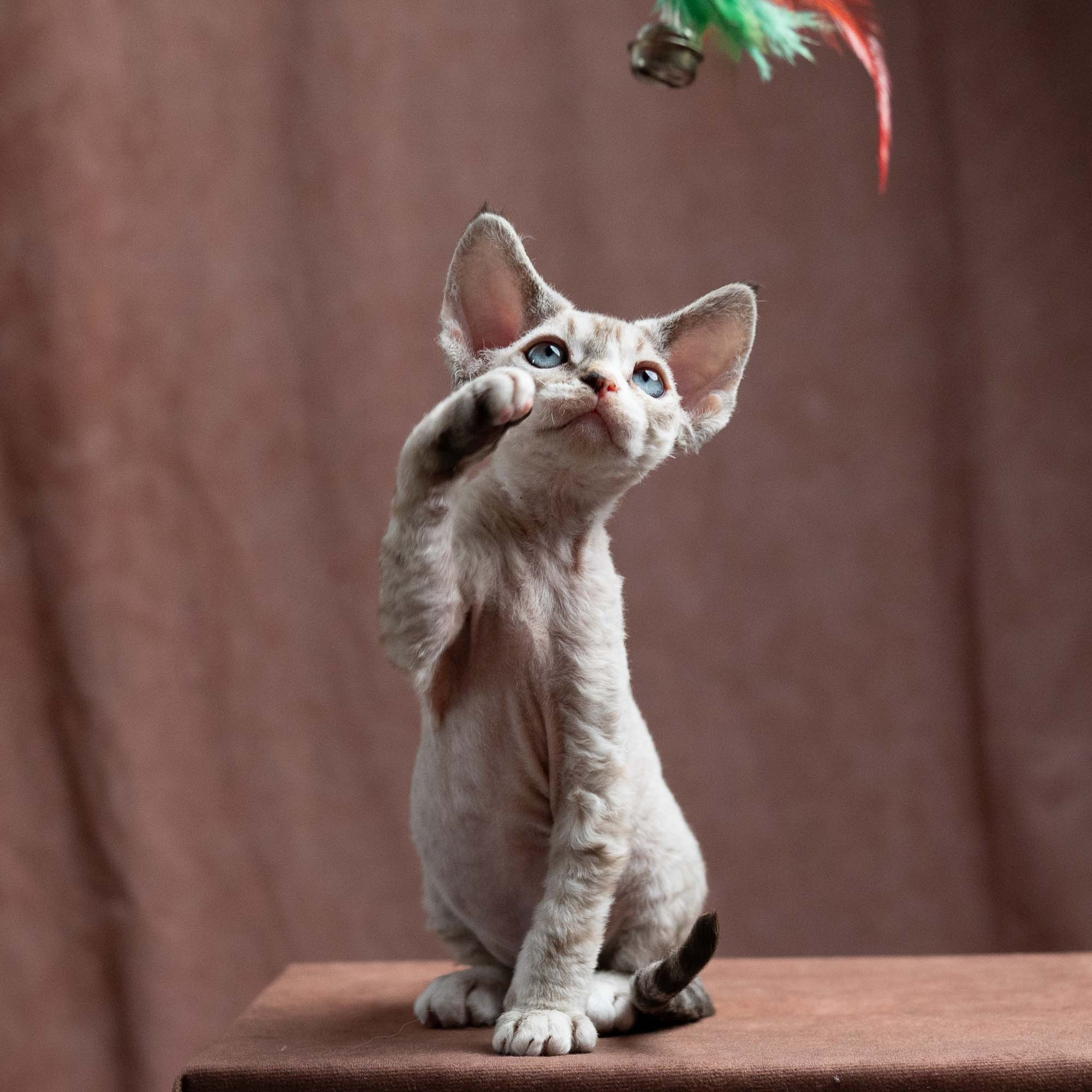 Fuzzy, boy, born on 01.01.25. Devon Rex Pixie Cattery