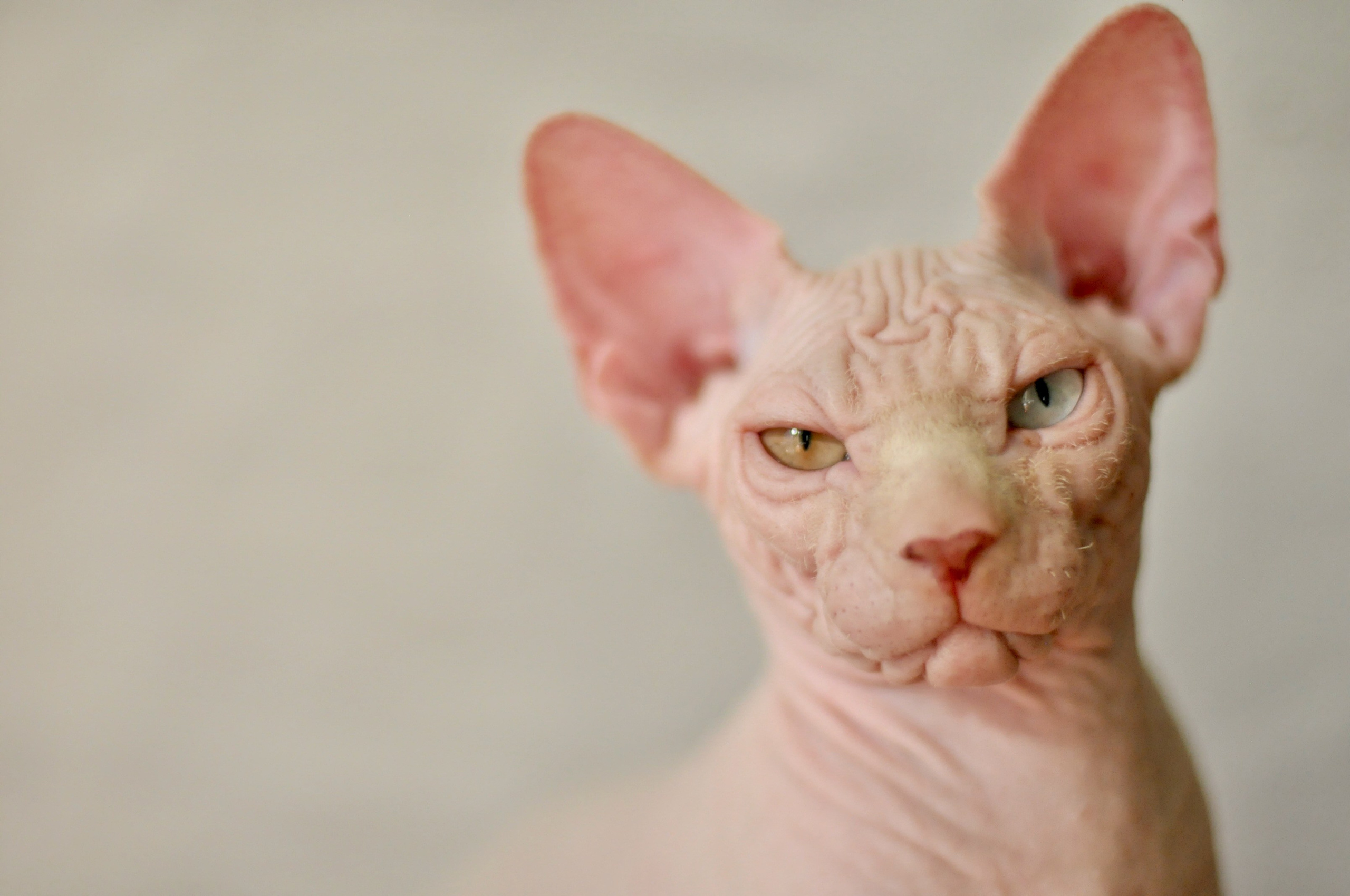 A cattery of Canadian Sphynx breed, located in Limassol, Cyprus