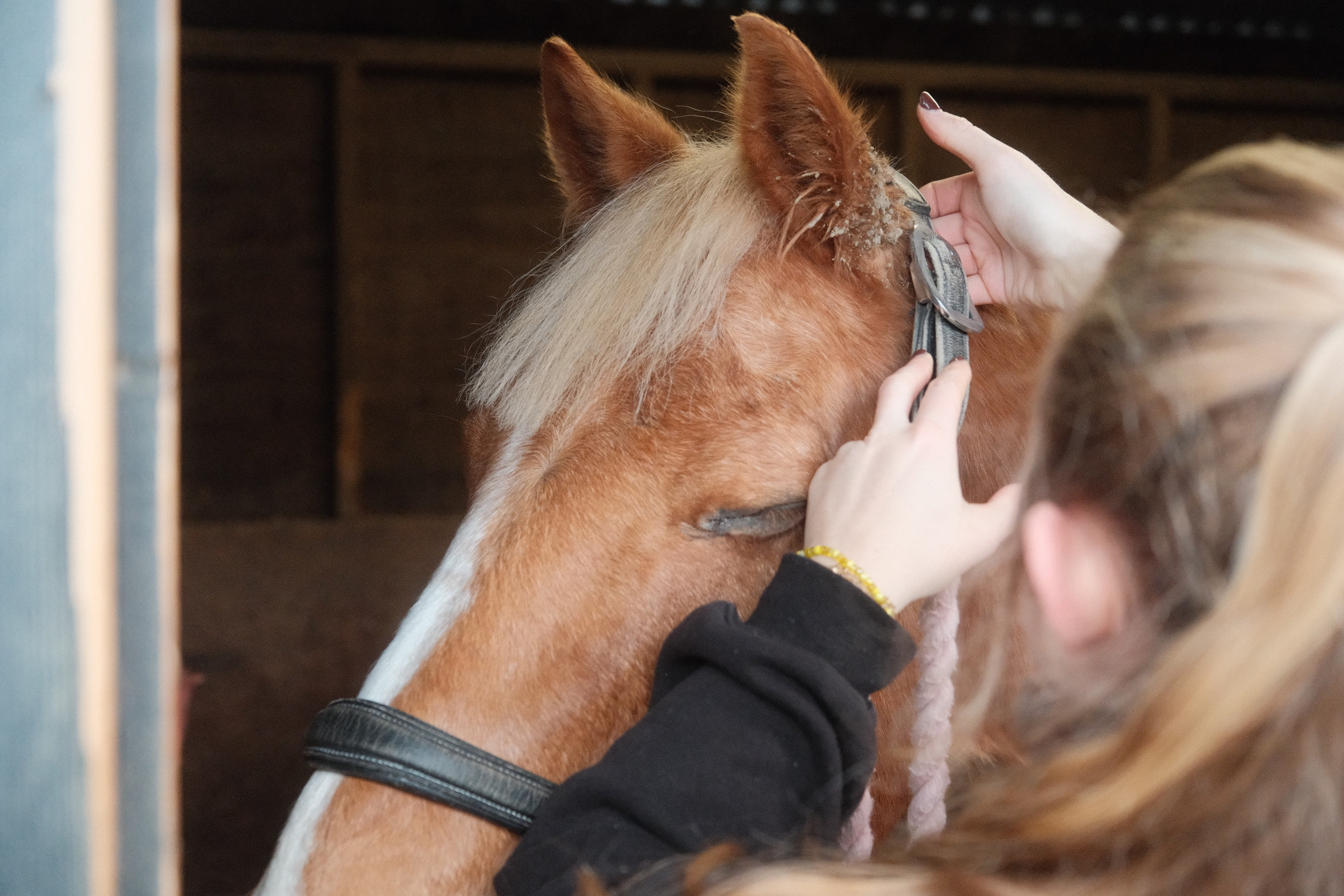Portrait photography with Fudge the horse. Cal Takes Photos