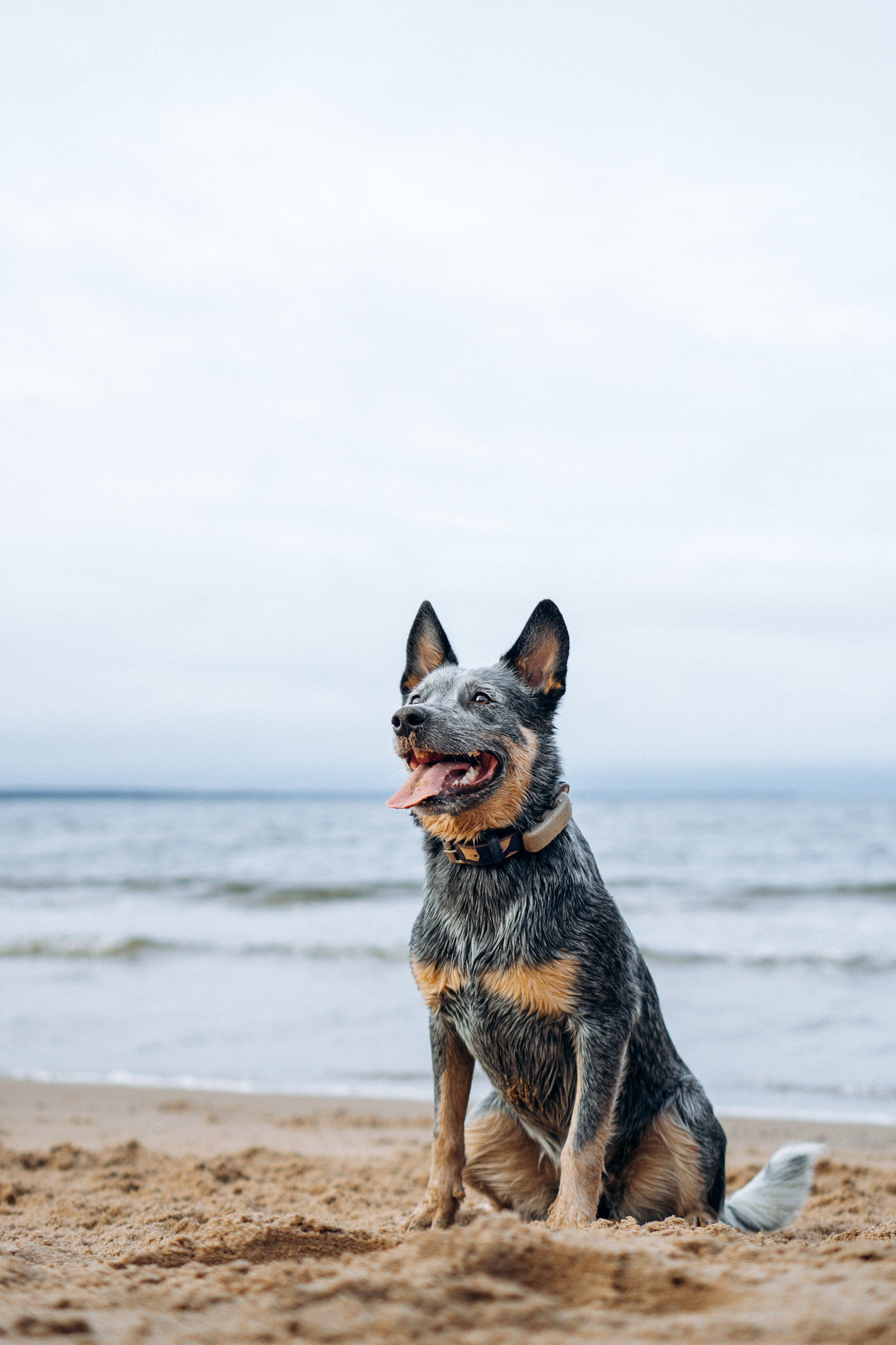 Polina and her Dakota, Australian Cattle Dog. Kat Laisaar — Pet photographer in Tallinn