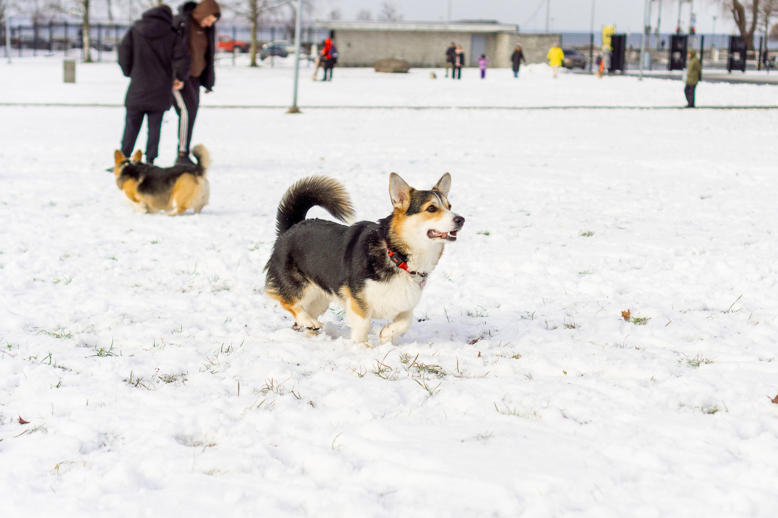 Corgi party, 23 feb. 2025. Kat Laisaar — Pet photographer in Tallinn