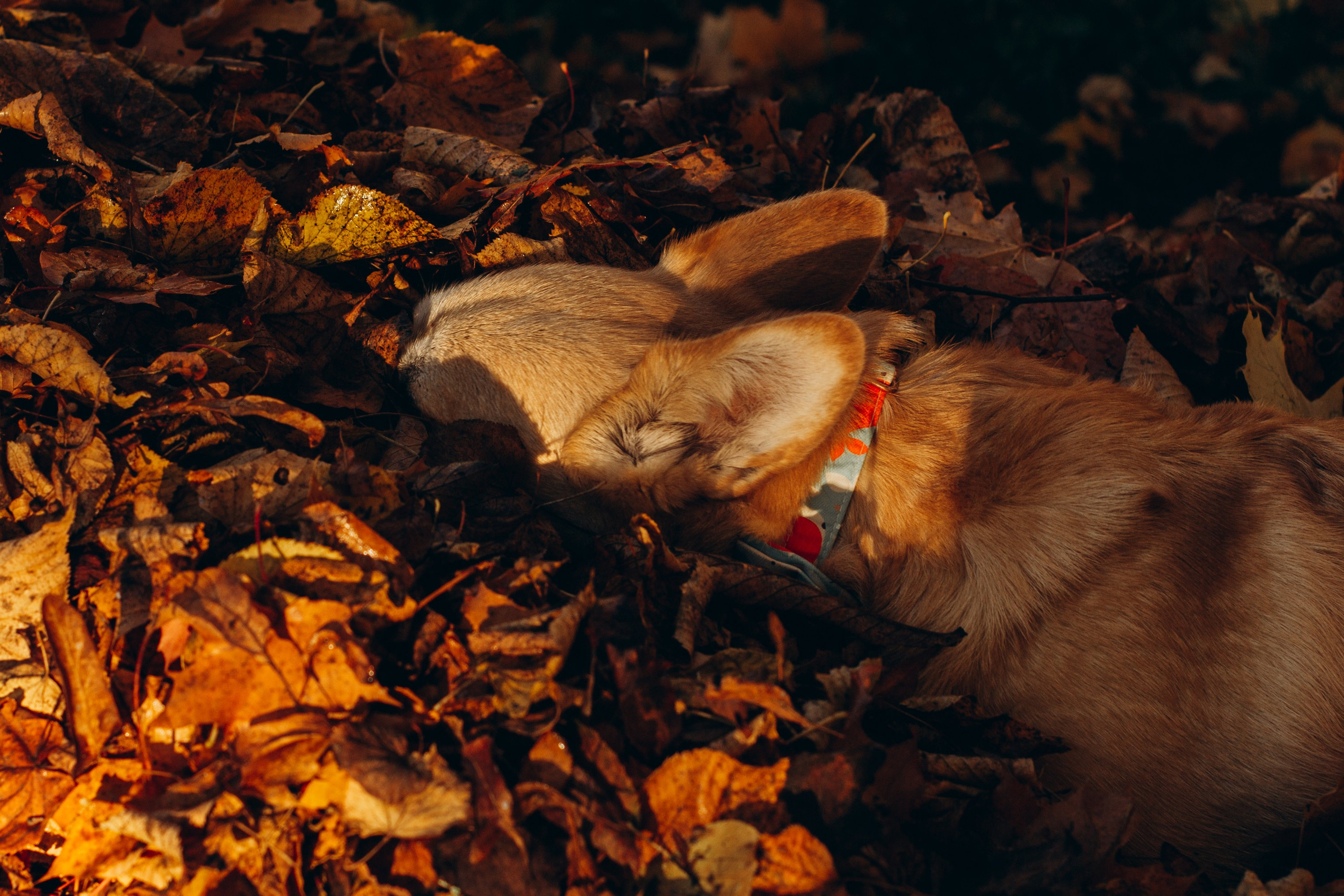 Irina and her Teffy, Pembroke Welsh Corgi. Kat Laisaar — Pet photographer in Tallinn