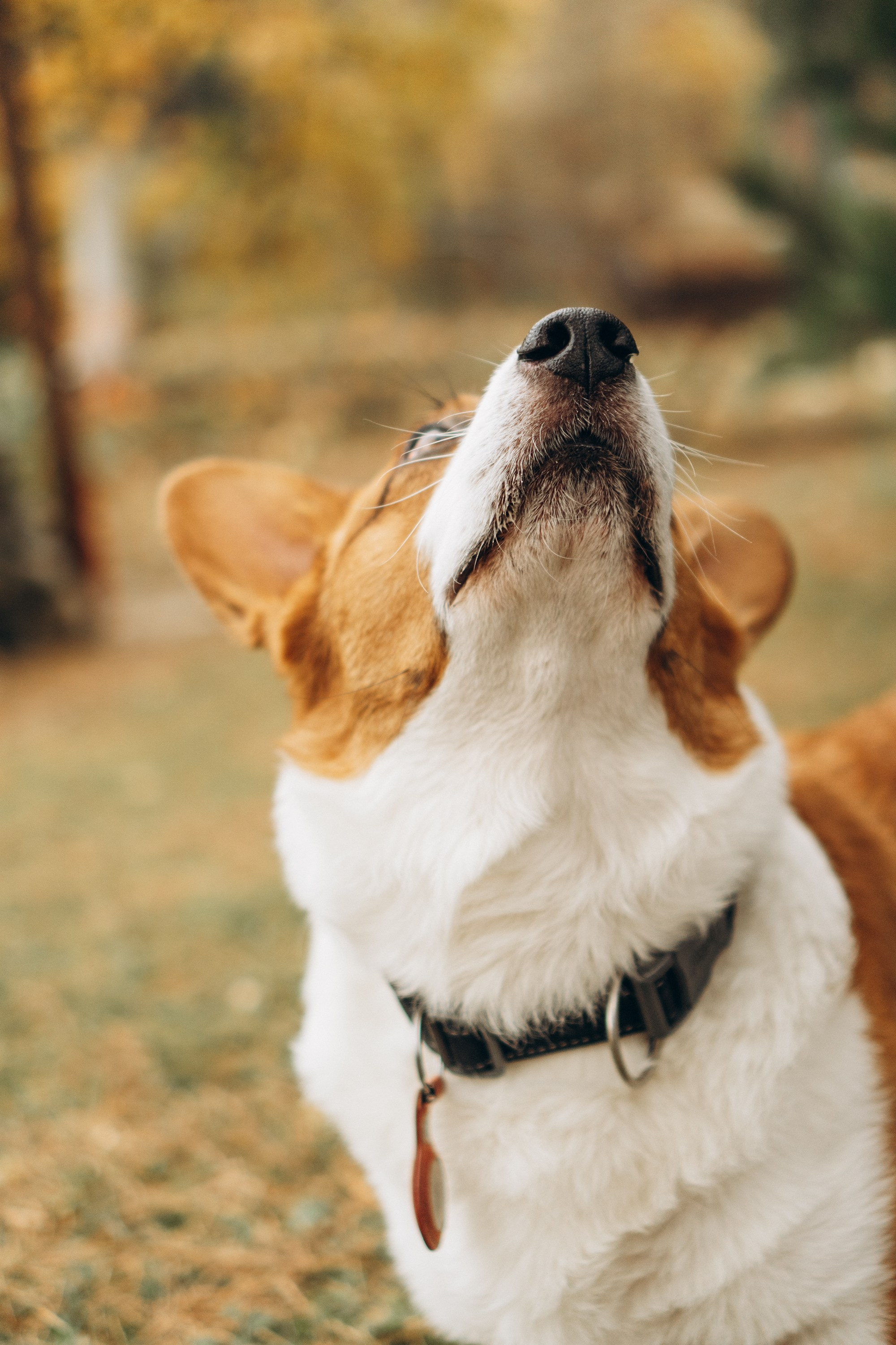 Jelena and her Sandy, Pug and Katja and her Safiir, Cardigan Welsh Corgi. Kat Laisaar — Pet photographer in Tallinn