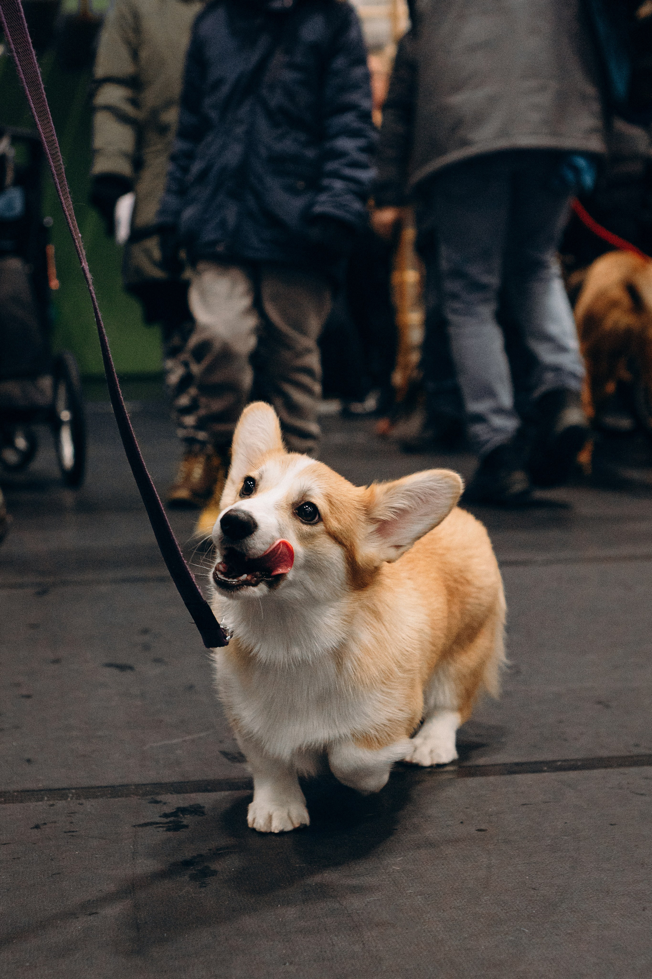 Pärnu dog weekend photo report. Kat Laisaar — Pet photographer in Tallinn