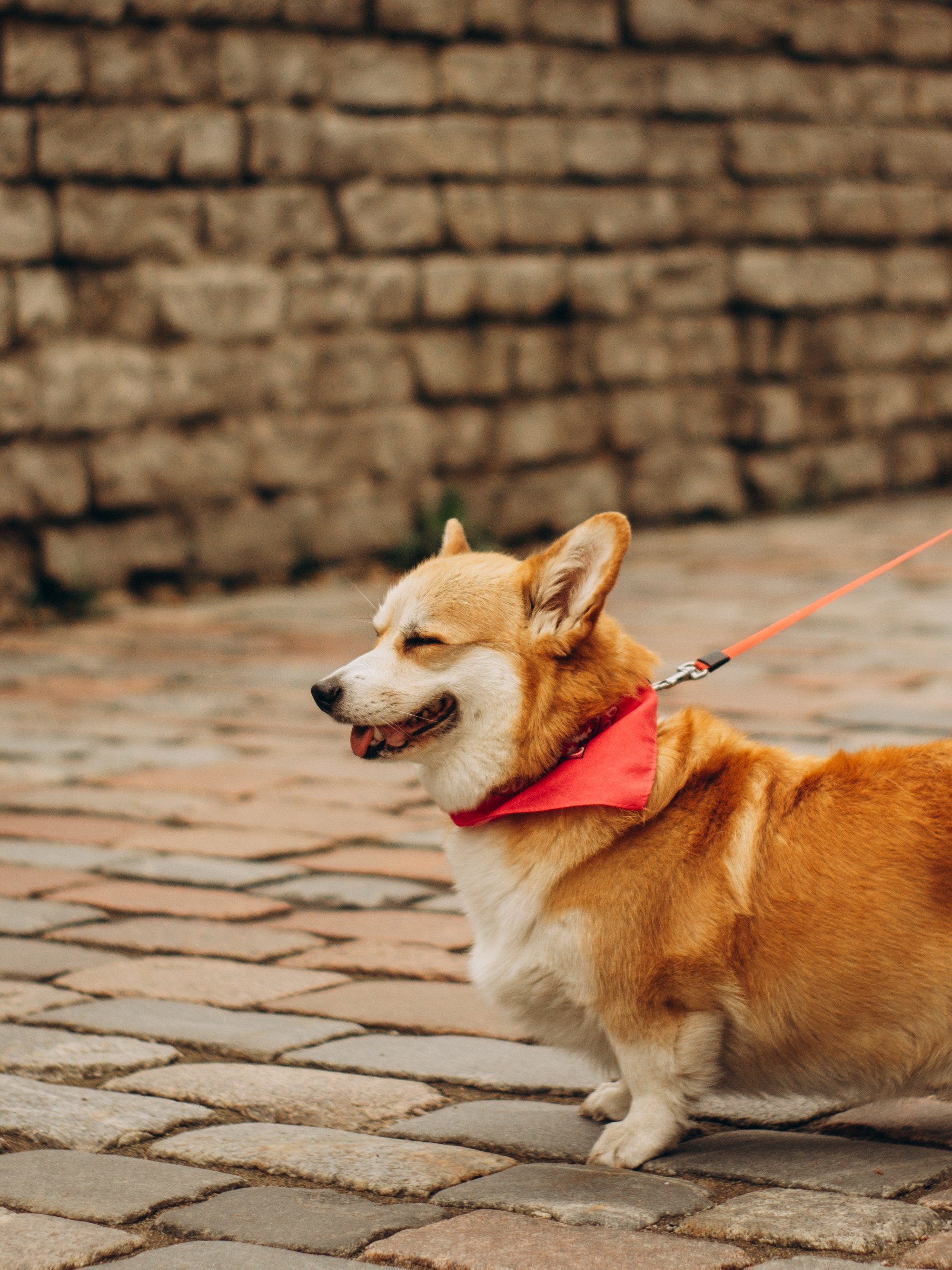 Corgi party, september. Kat Laisaar — Pet photographer in Tallinn