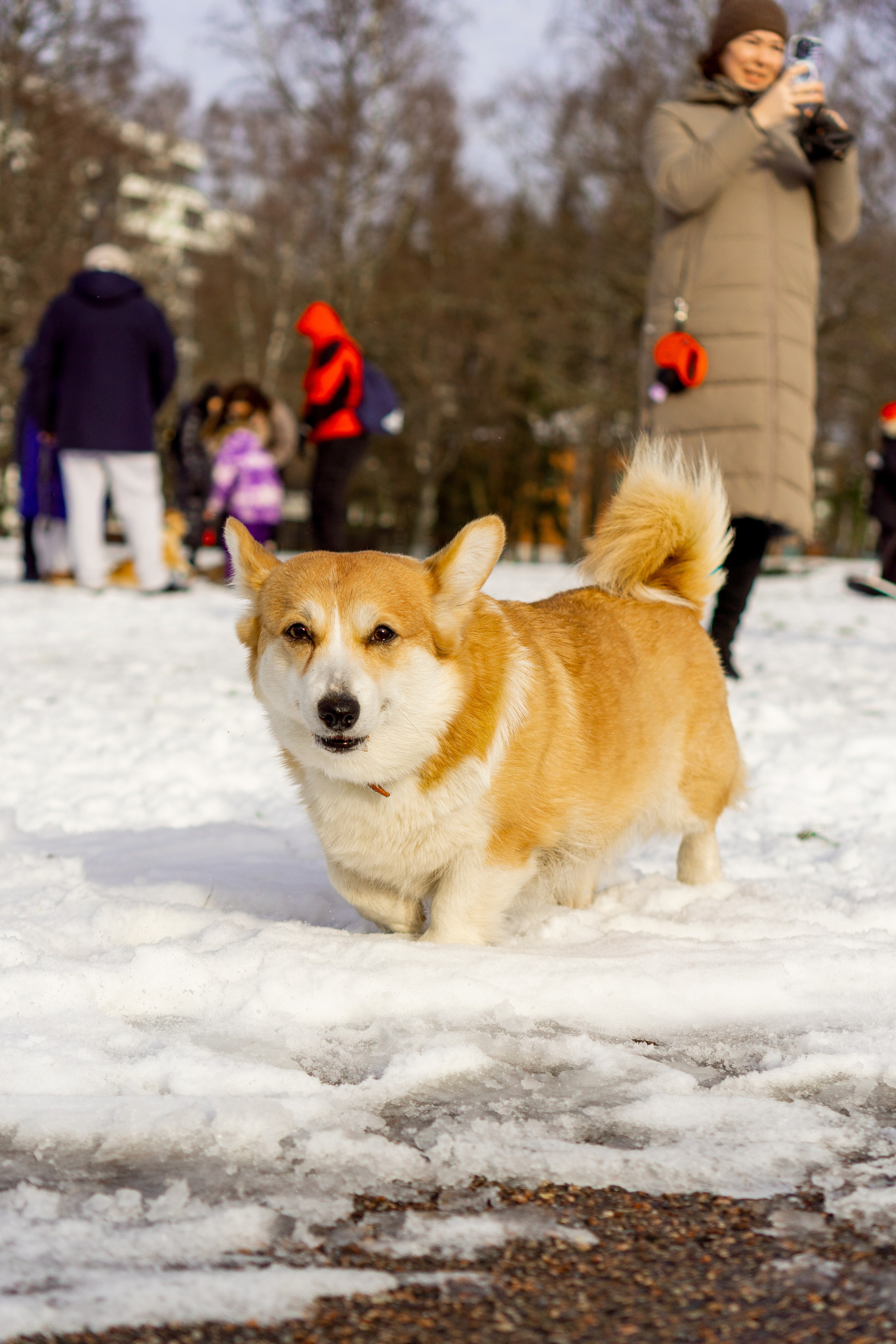 Corgi party, 23 feb. 2025. Kat Laisaar — Pet photographer in Tallinn