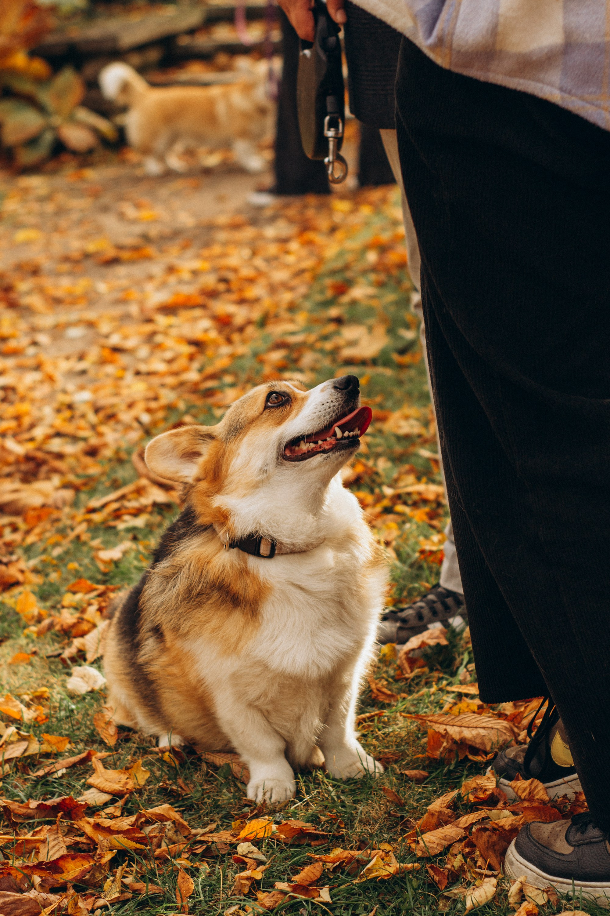 Corgi party, october. Kat Laisaar — Pet photographer in Tallinn