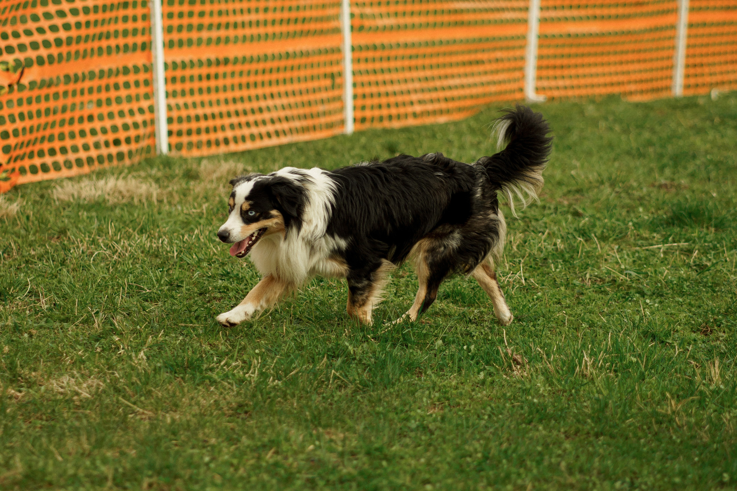 Herding Days, 26 apr. 2025. Kat Laisaar — Pet photographer in Tallinn